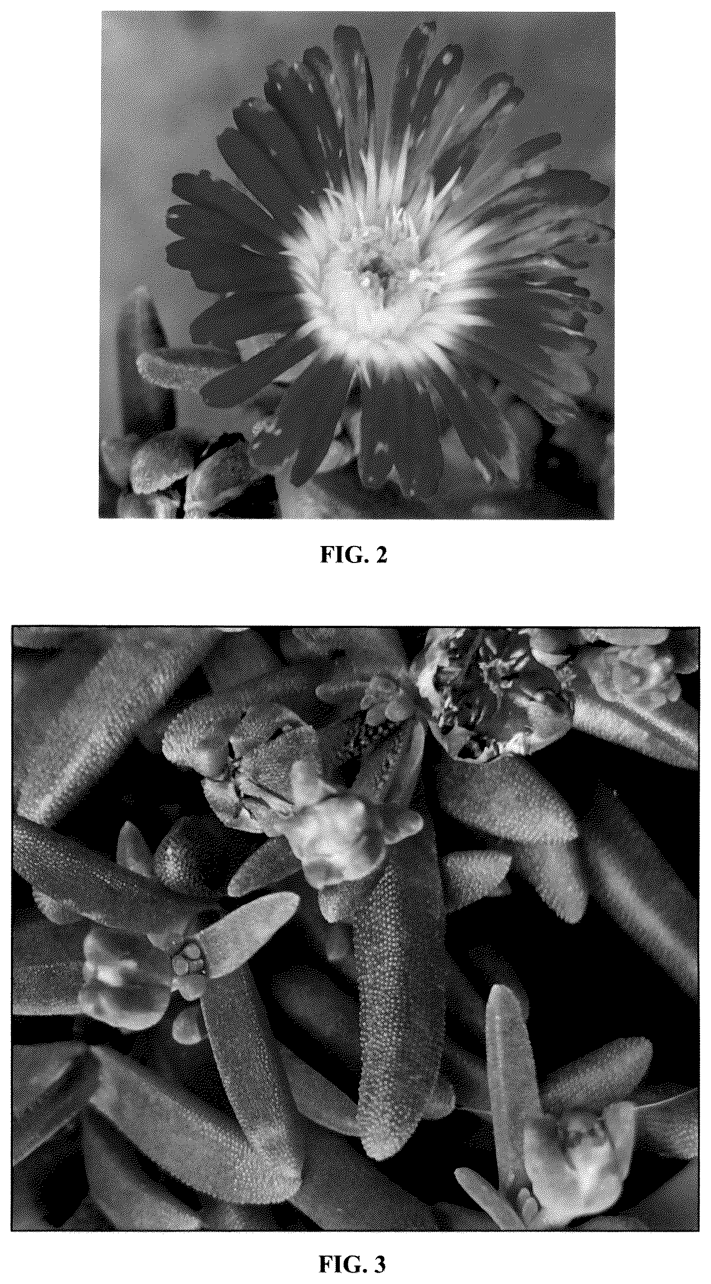 Patent USPP036253 Figure 2 – Delosperma plant named ‘S3ros’
