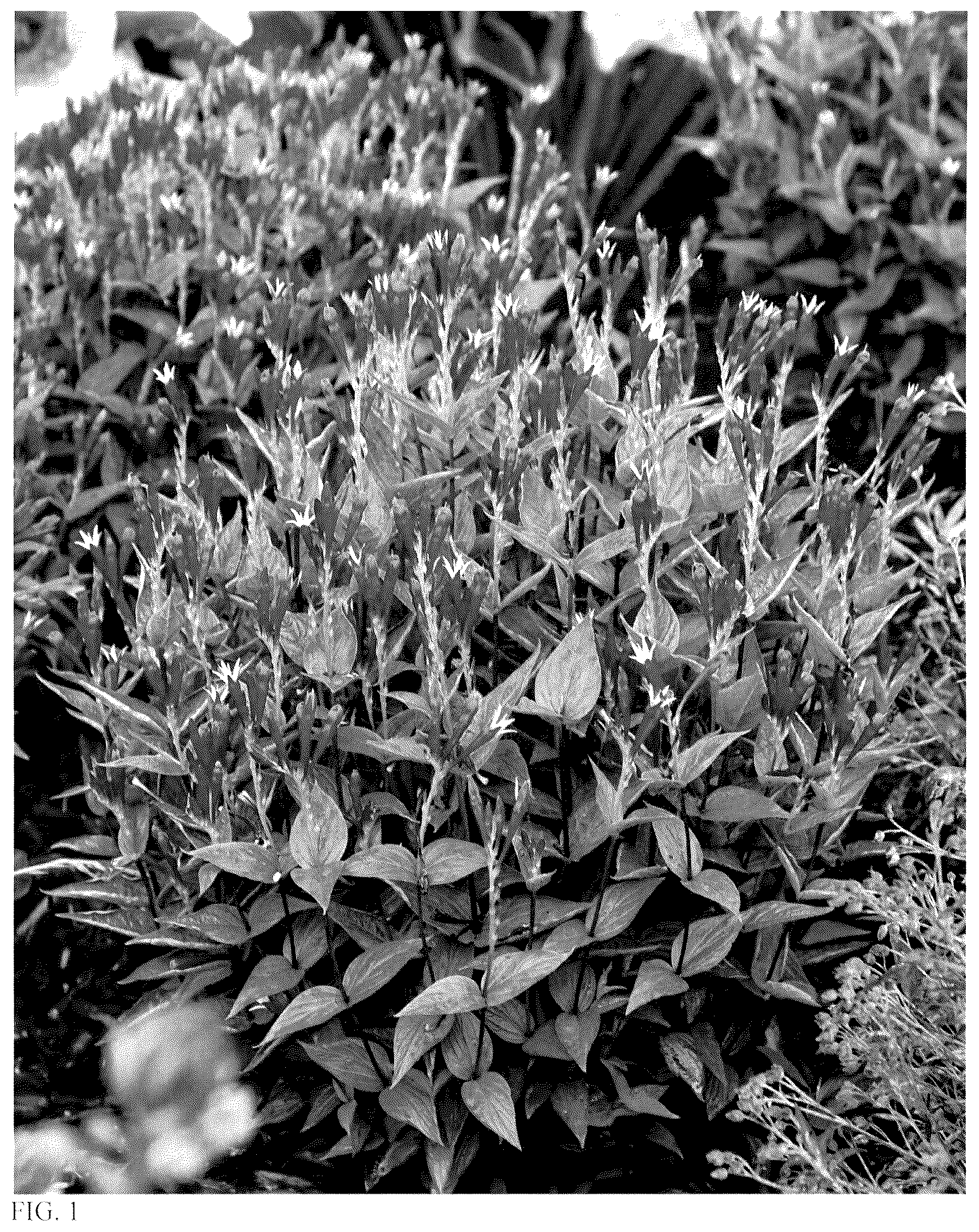 Patent USPP036254 Figure 1 – Spigelia plant named ‘Apple Slices’