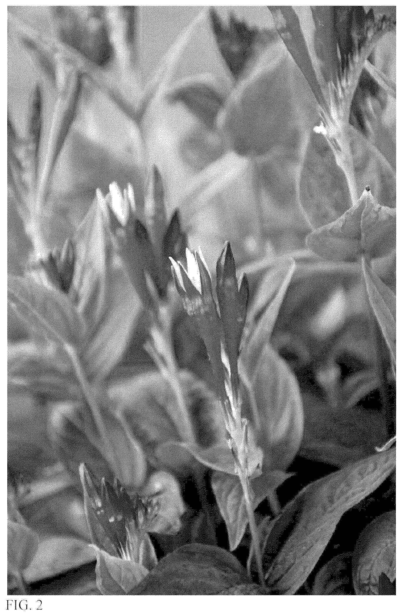 Patent USPP036254 Figure 2 – Spigelia plant named ‘Apple Slices’