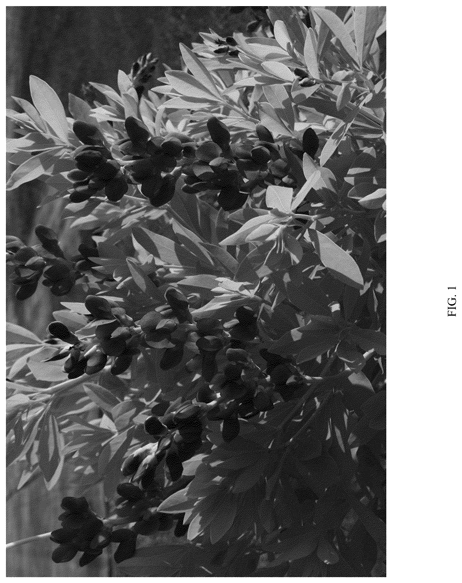 Patent USPP036255 Figure 1 – Baptisia plant named ‘PIIBAP-06-21’