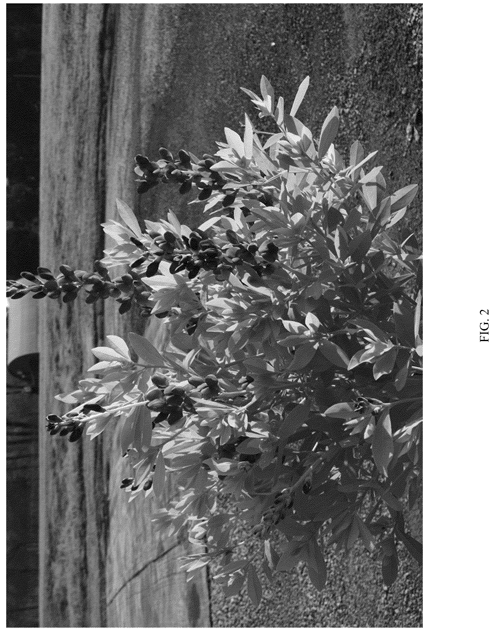 Patent USPP036255 Figure 2 – Baptisia plant named ‘PIIBAP-06-21’