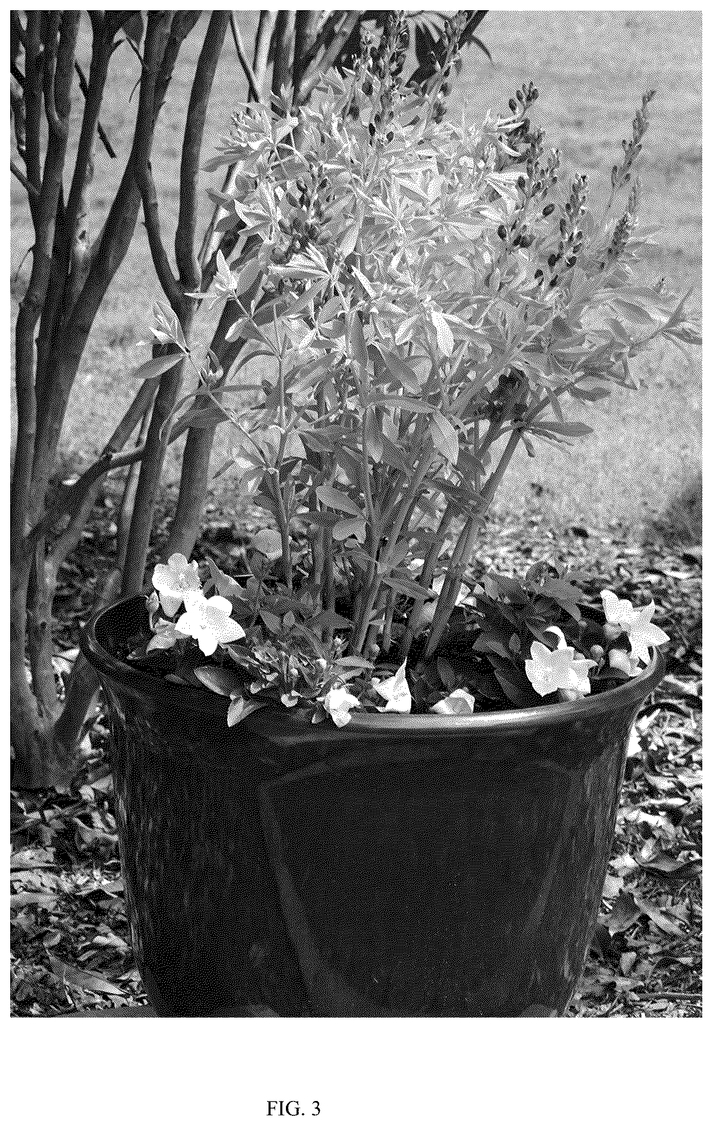 Patent USPP036255 Figure 3 – Baptisia plant named ‘PIIBAP-06-21’