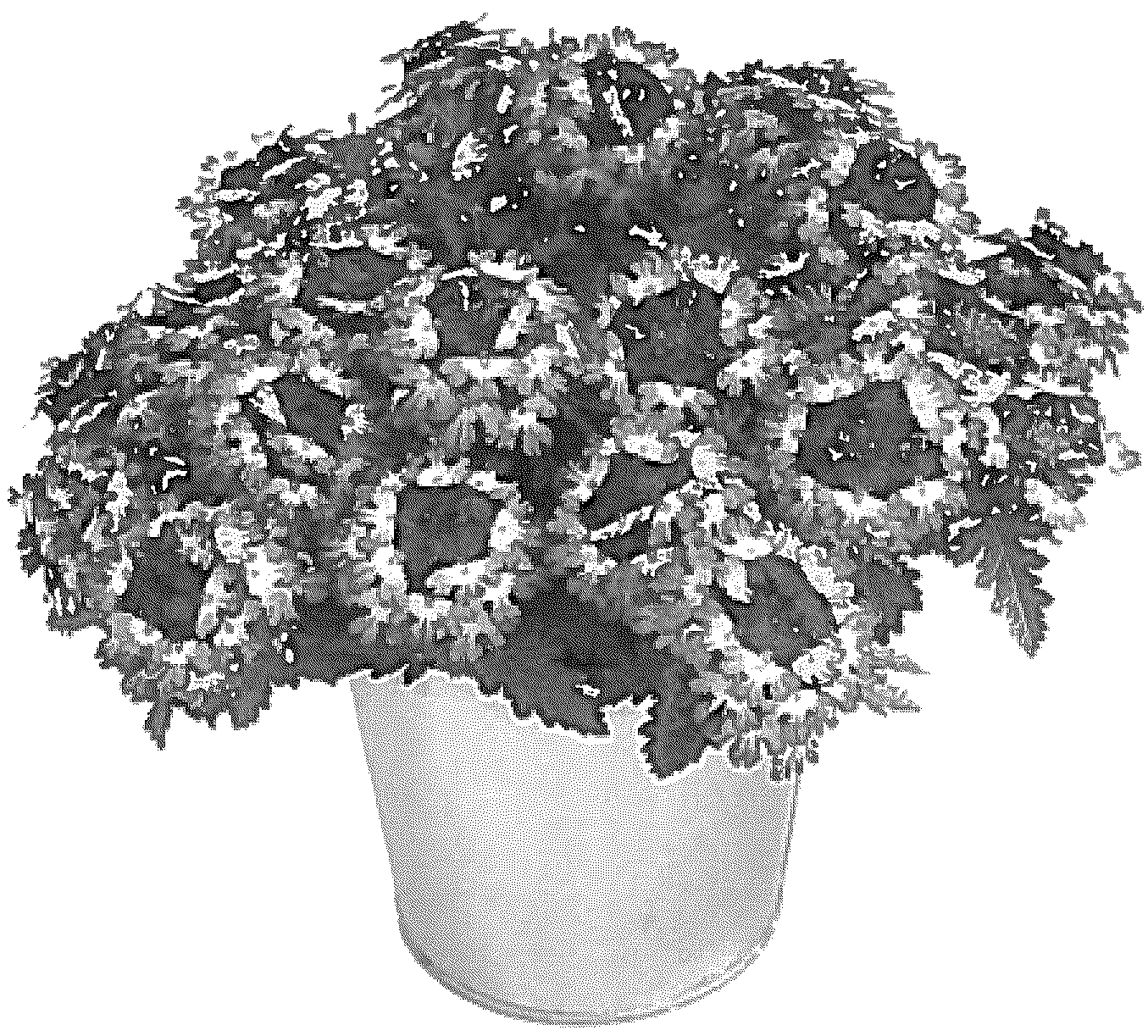 Patent USPP036256 Figure 1 – Verbena plant named ‘KLEVP23124’