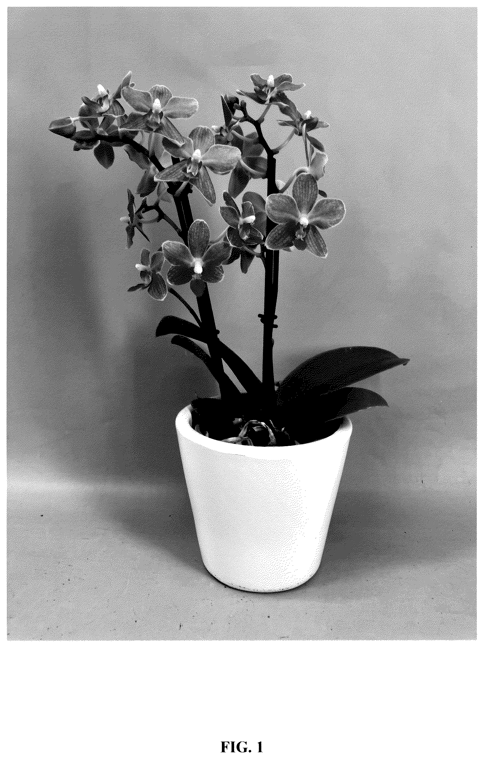 Patent USPP036257 Figure 1 – Phalaenopsis orchid plant named ‘PHA578420’