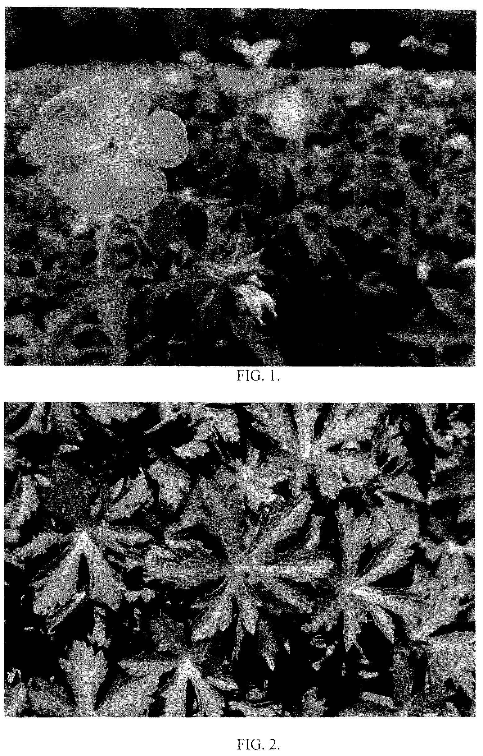 Patent USPP036258 Figure 1 – Geranium maculatum plant named ‘Huggy Bear’