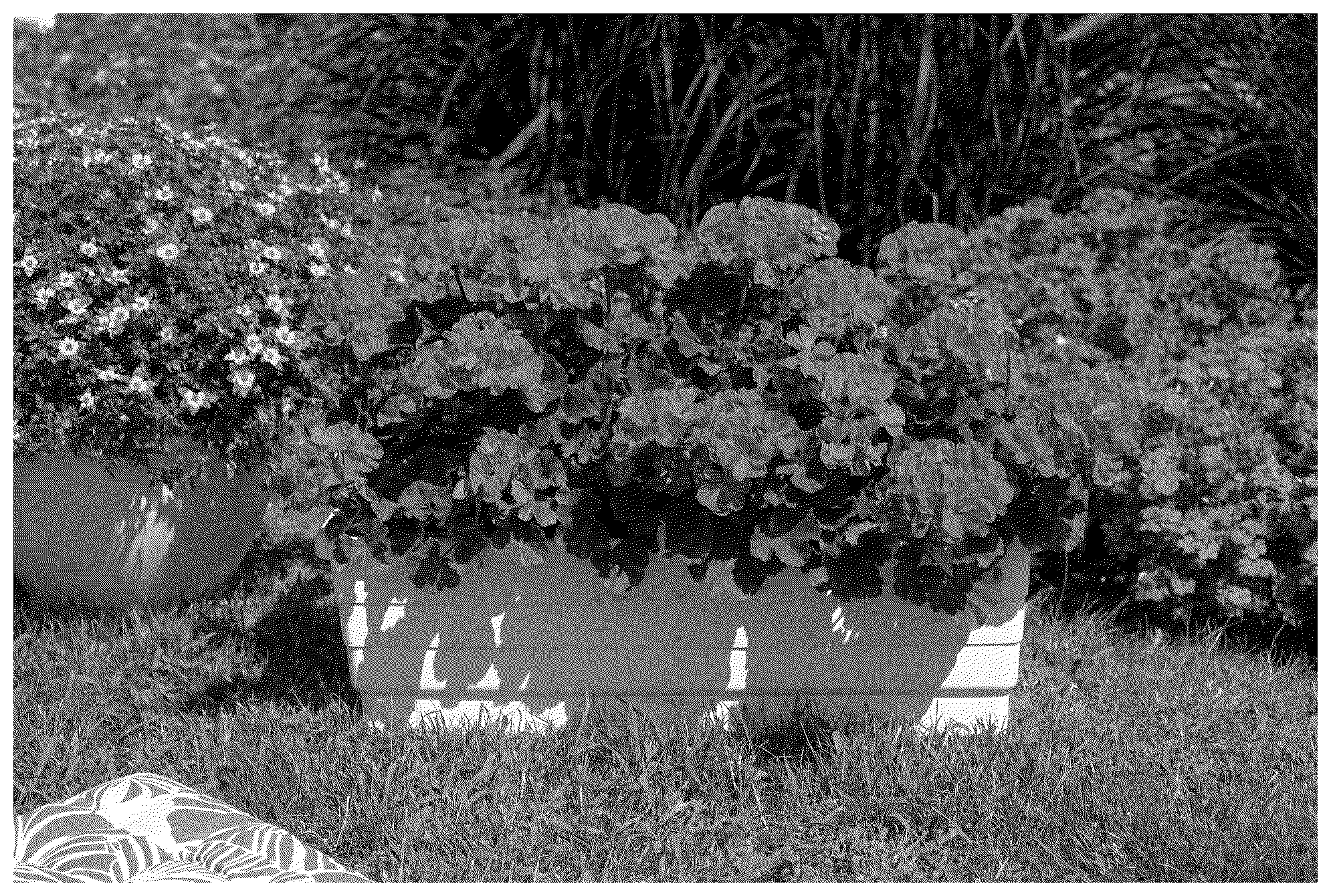 Patent USPP036259 Figure 1 – Pelargonium plant named ‘KLEPZ23795’