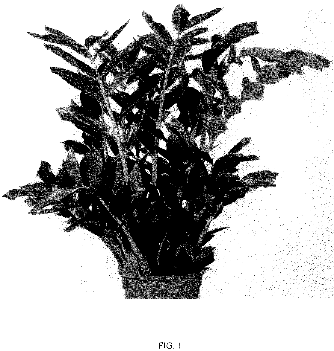 Patent USPP036260 Figure 1 – Zamioculcas plant named ‘Queen’