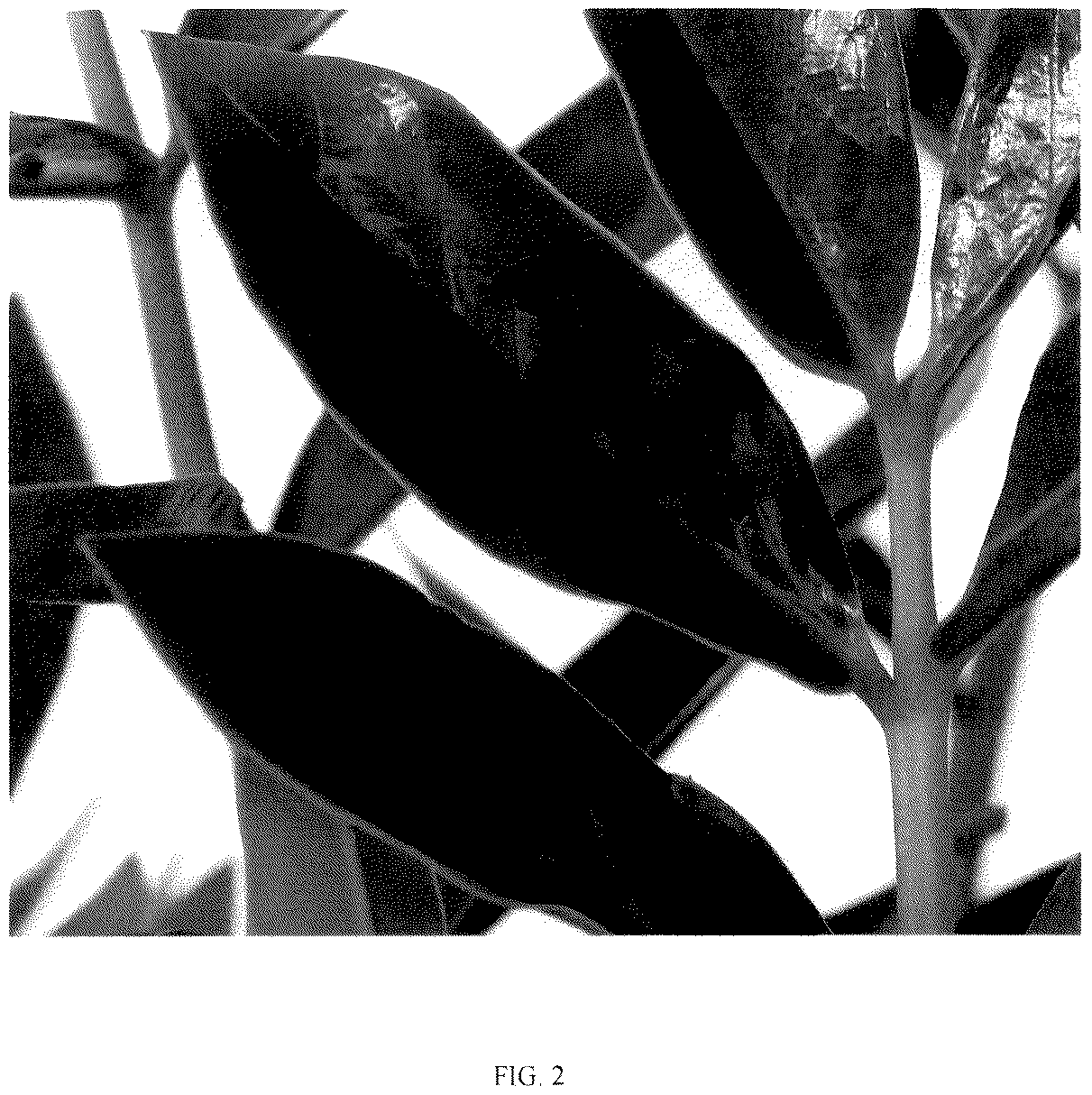 Patent USPP036260 Figure 2 – Zamioculcas plant named ‘Queen’