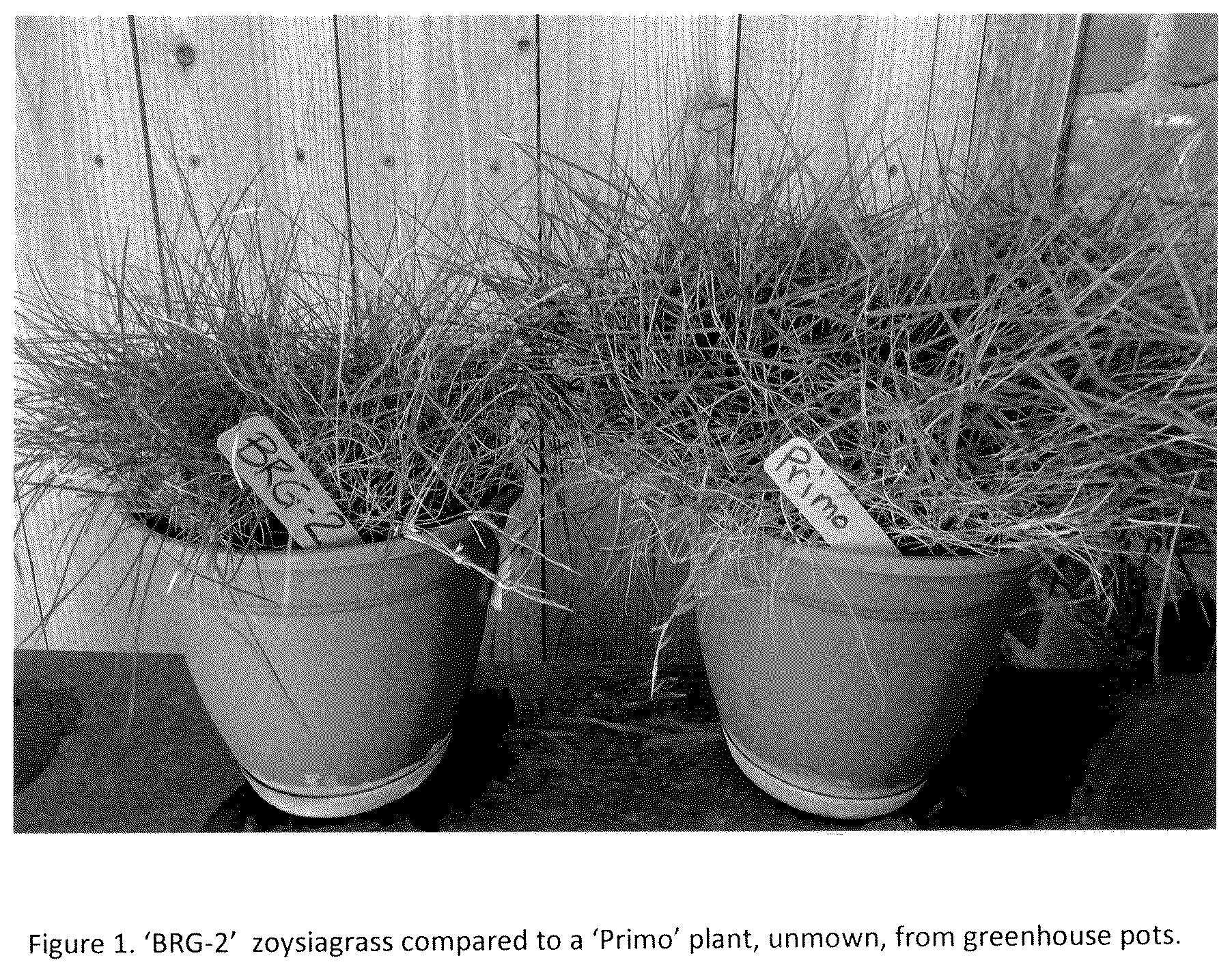 Patent USPP036261 Figure 1 – Zoysiagrass plant named ‘BRG-2’