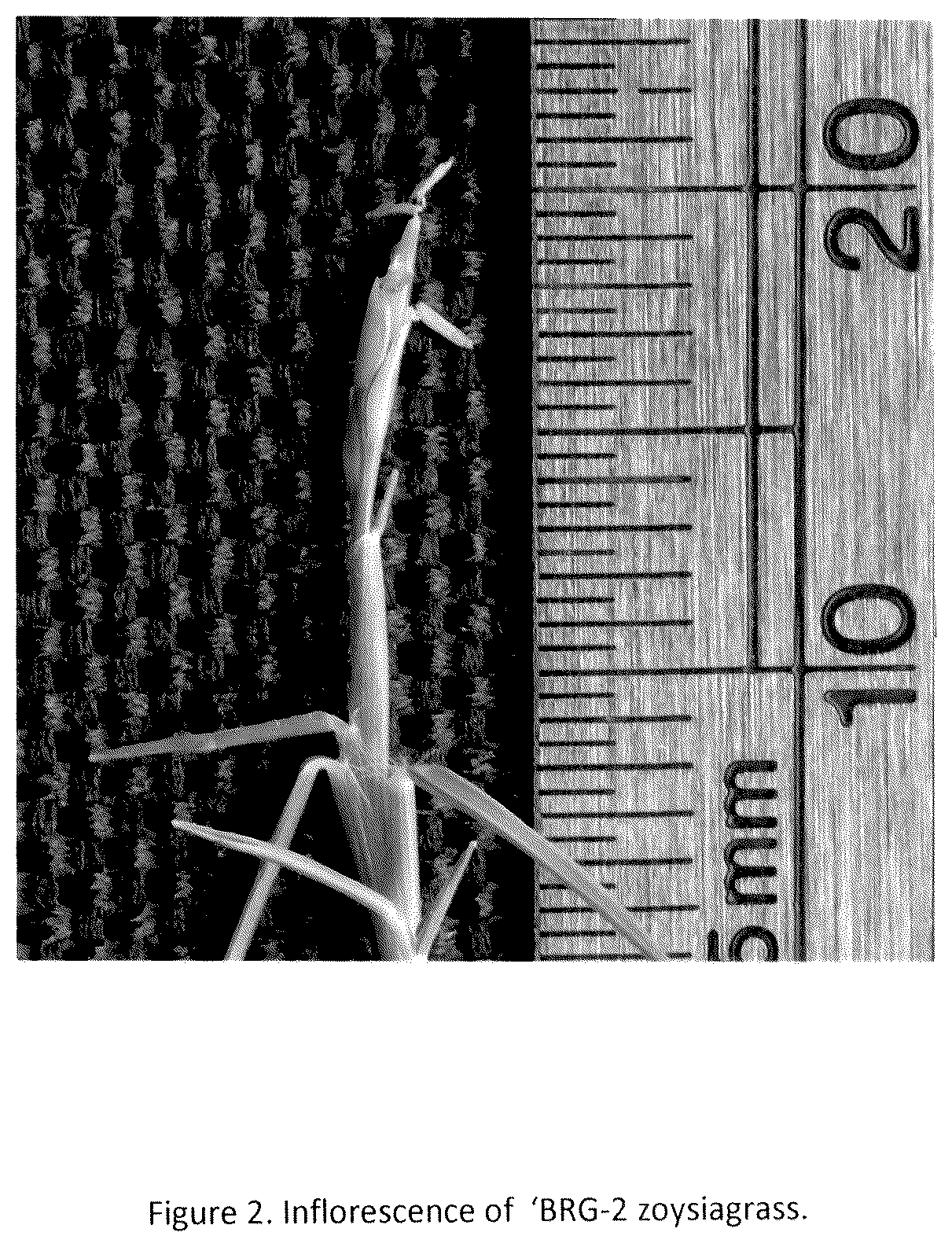 Patent USPP036261 Figure 2 – Zoysiagrass plant named ‘BRG-2’
