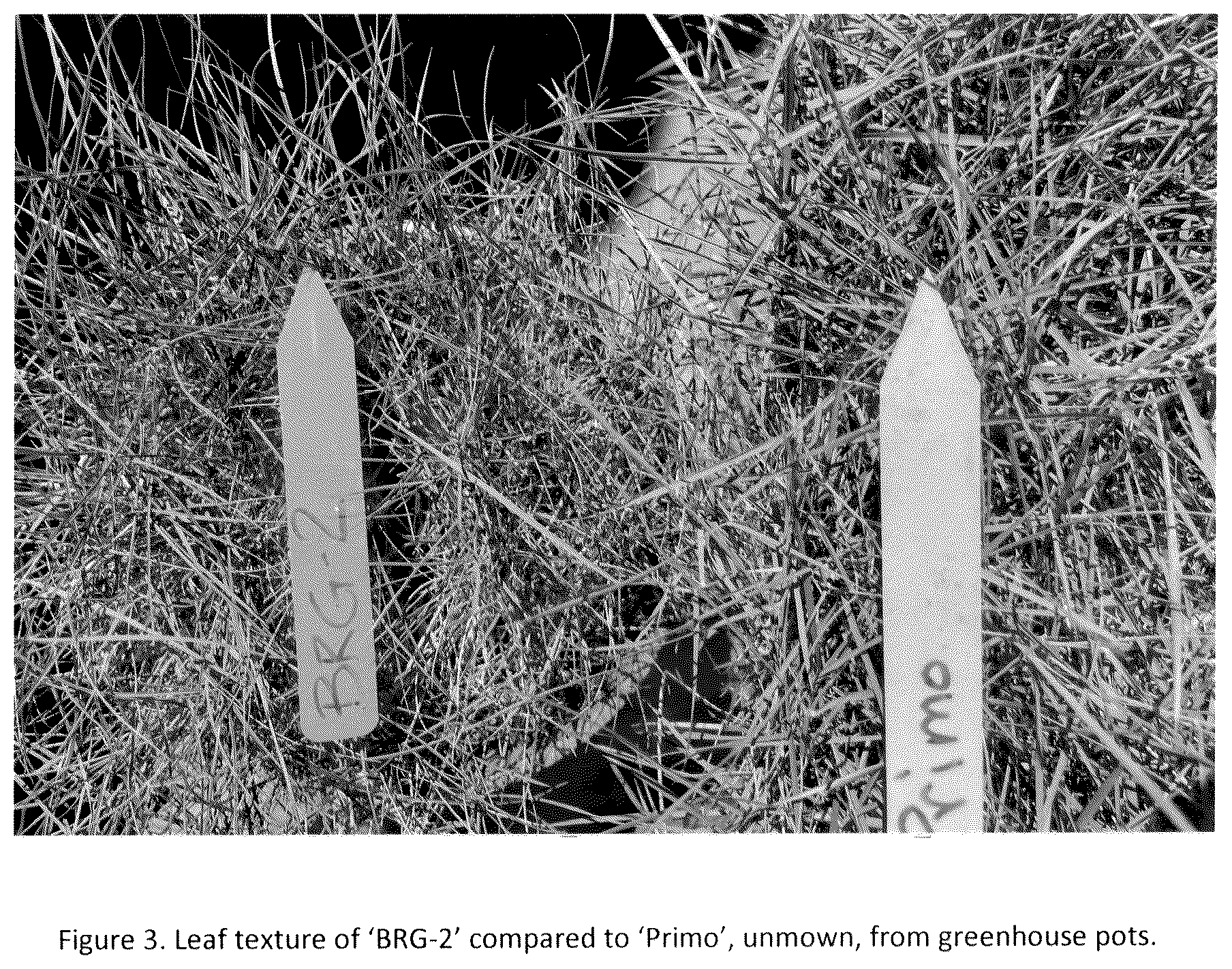 Patent USPP036261 Figure 3 – Zoysiagrass plant named ‘BRG-2’