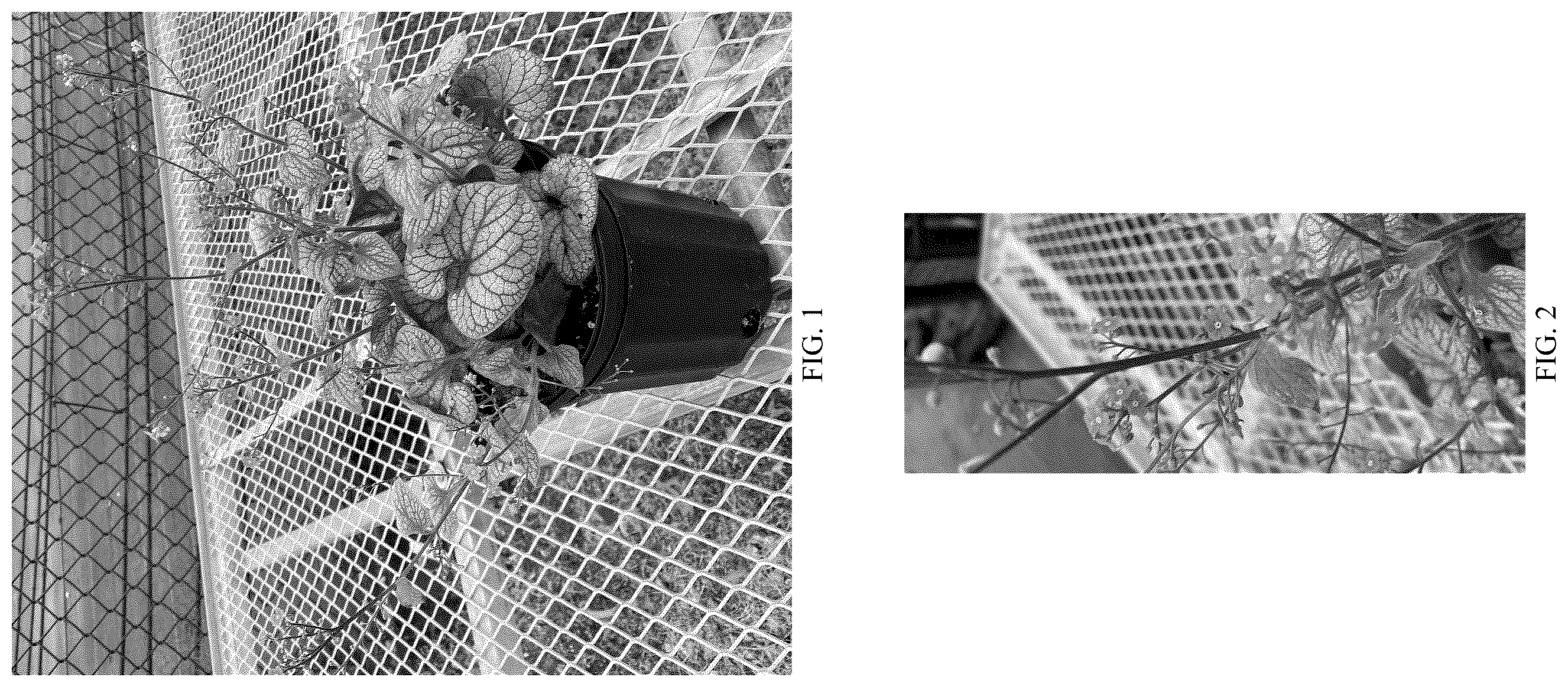 Patent USPP036281 Figure 1 – Brunnera plant named ‘Balbrufline’
