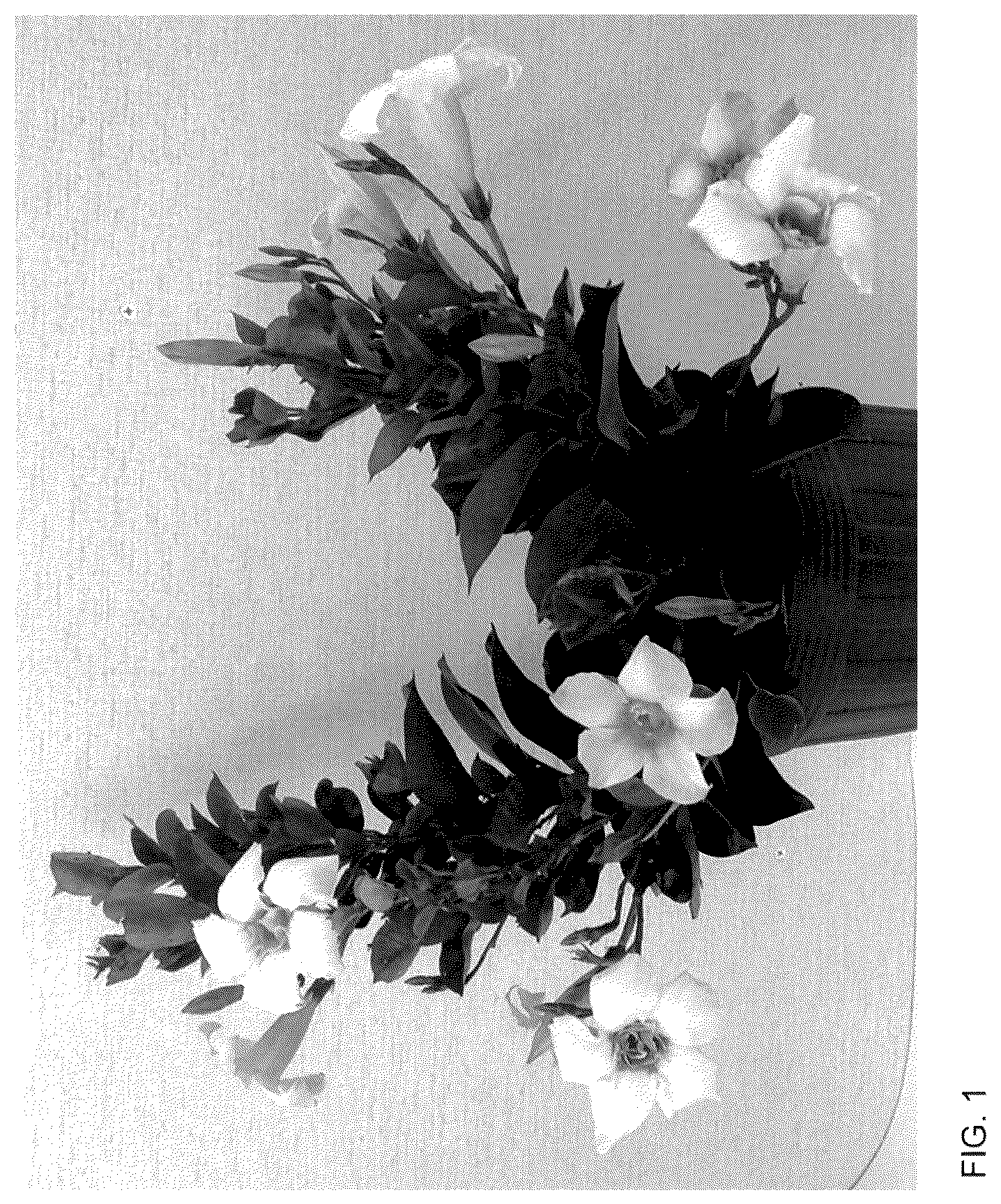 Patent USPP036282 Figure 1 – Mandevilla plant named ‘Sunpa 421’