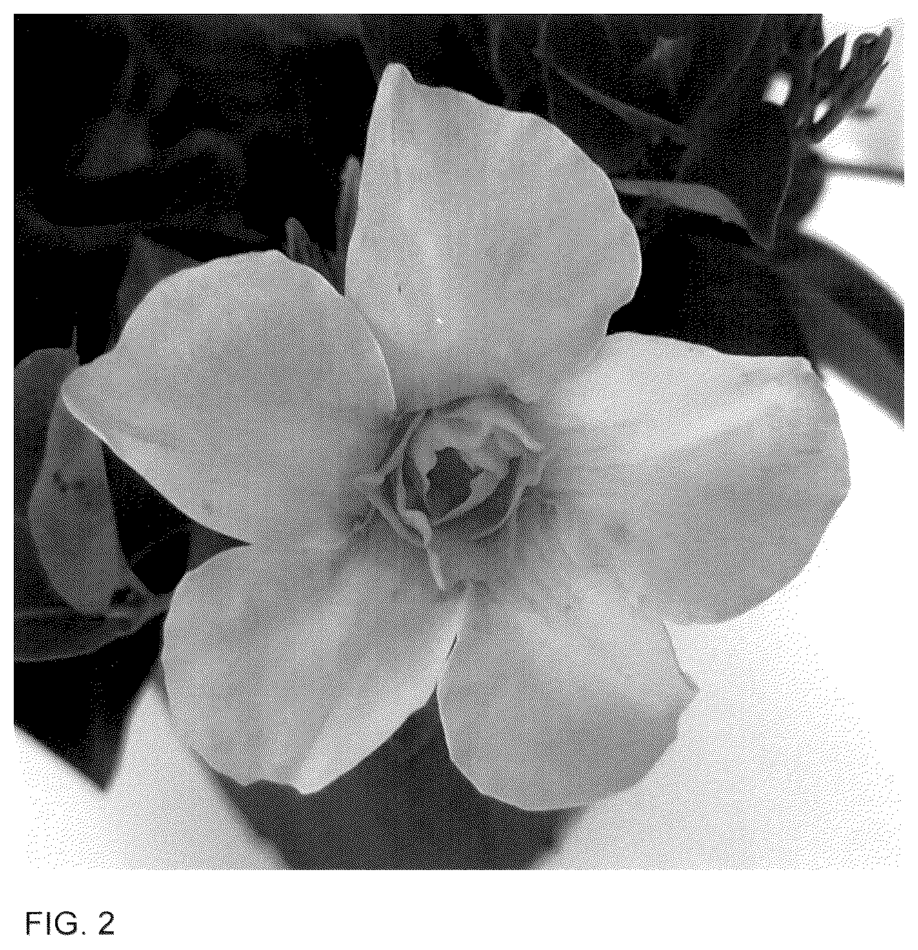 Patent USPP036282 Figure 2 – Mandevilla plant named ‘Sunpa 421’