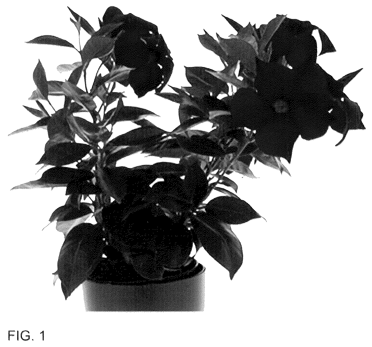 Patent USPP036283 Figure 1 – Mandevilla plant named ‘Inmanbemag’