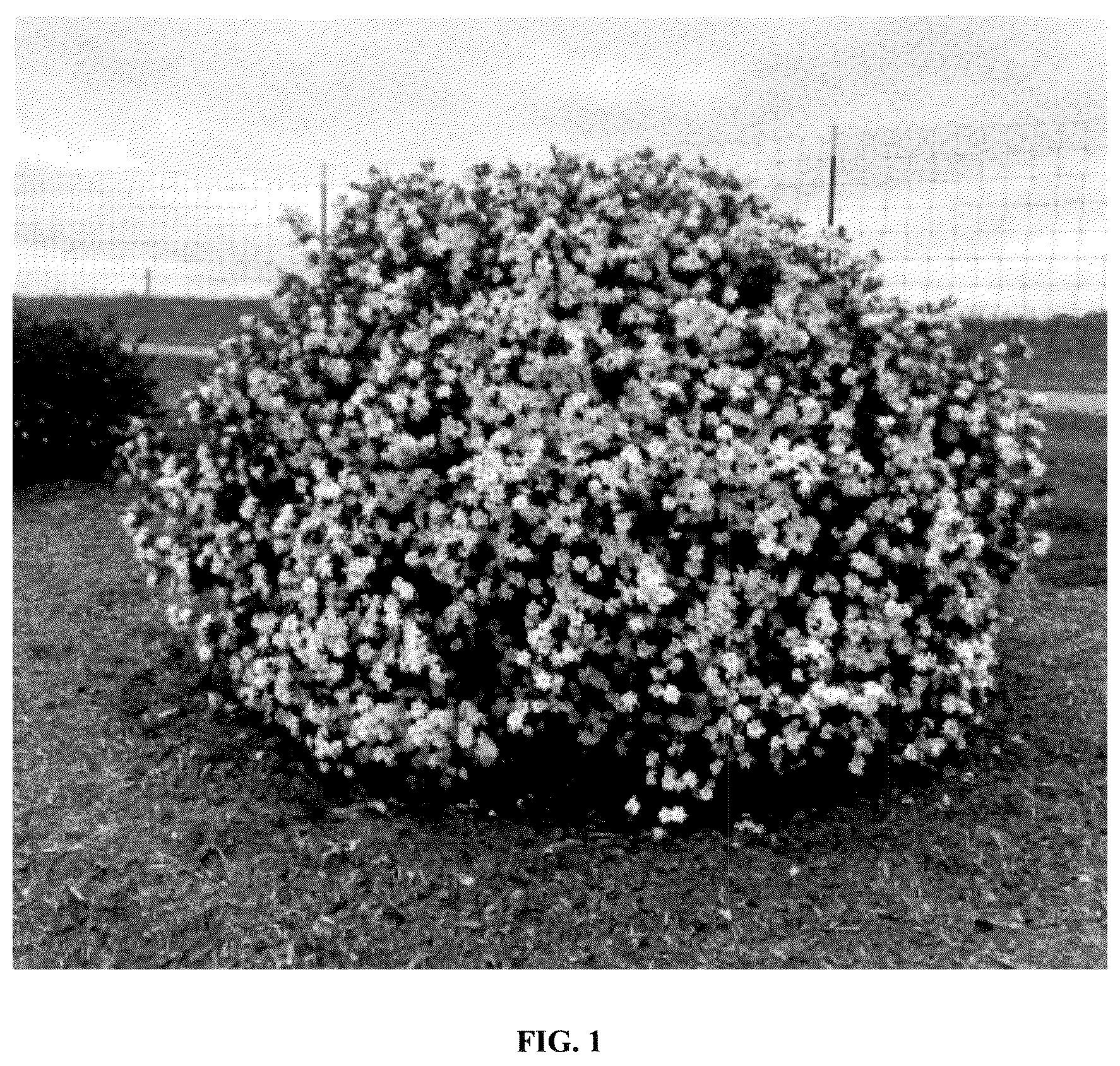 Patent USPP036284 Figure 1 – Gardenia plant named ‘Baildeniaone’