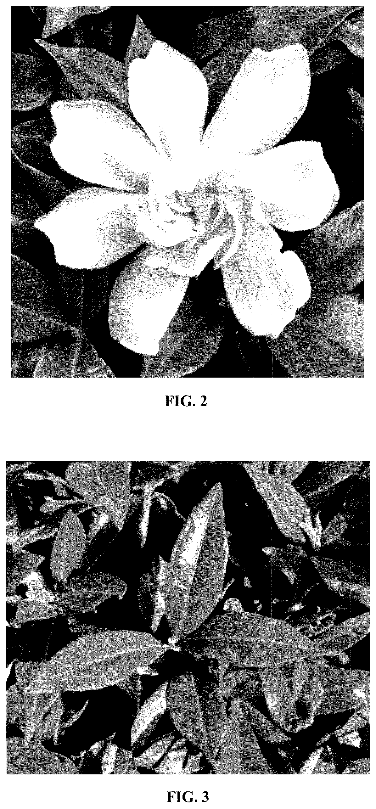 Patent USPP036284 Figure 2 – Gardenia plant named ‘Baildeniaone’