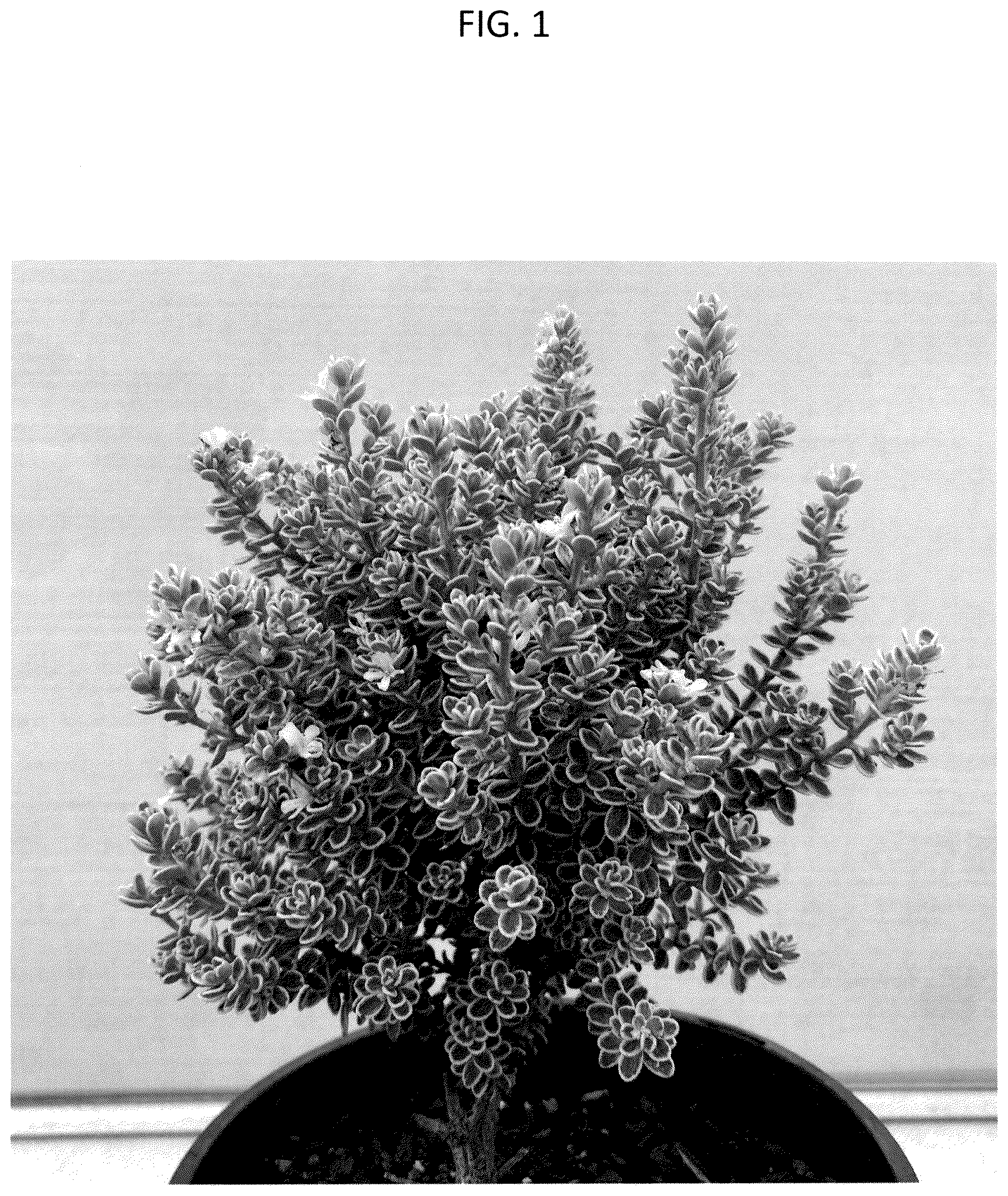 Patent USPP036285 Figure 1 – Westringia plant named ‘WES10’