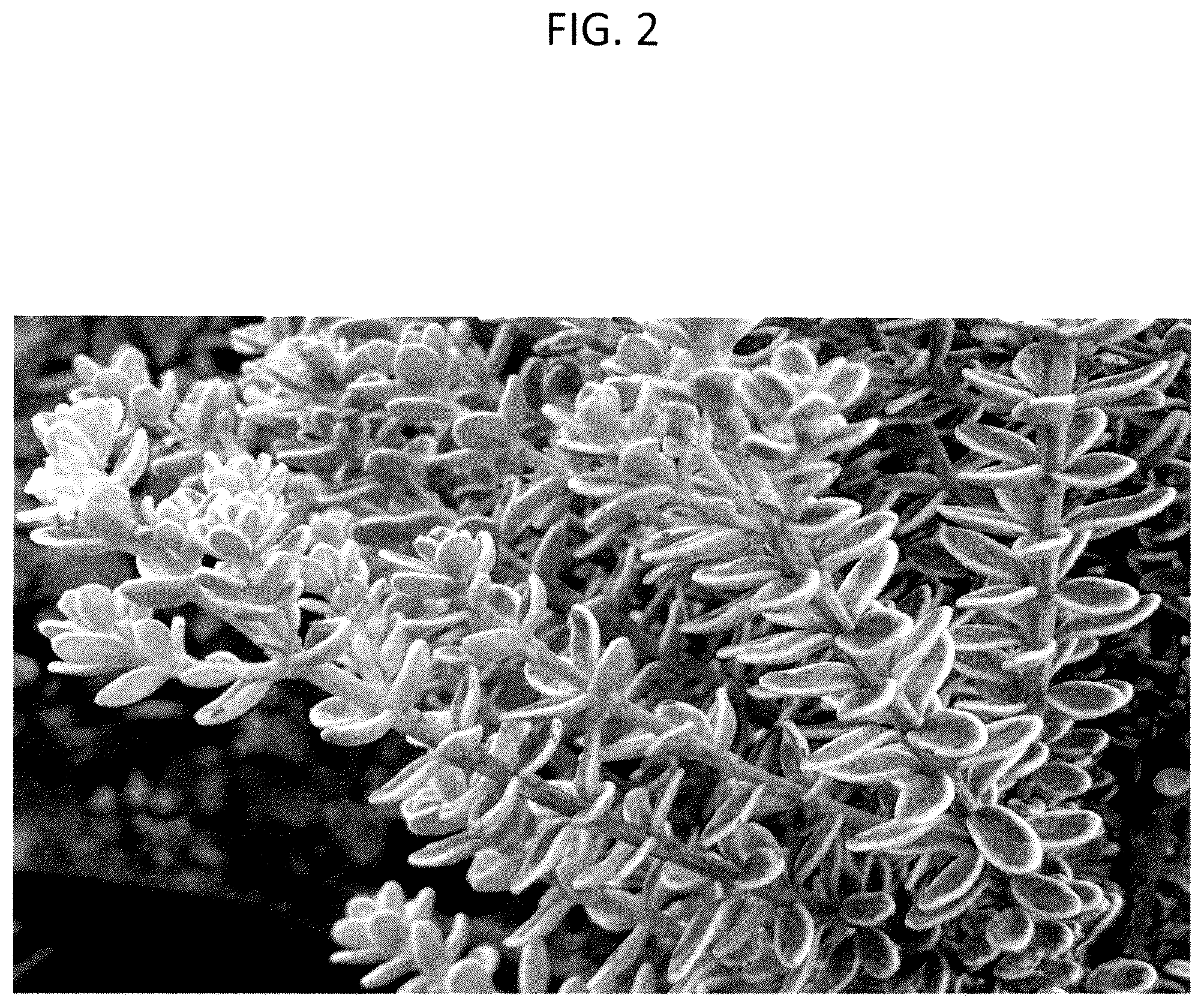 Patent USPP036285 Figure 2 – Westringia plant named ‘WES10’