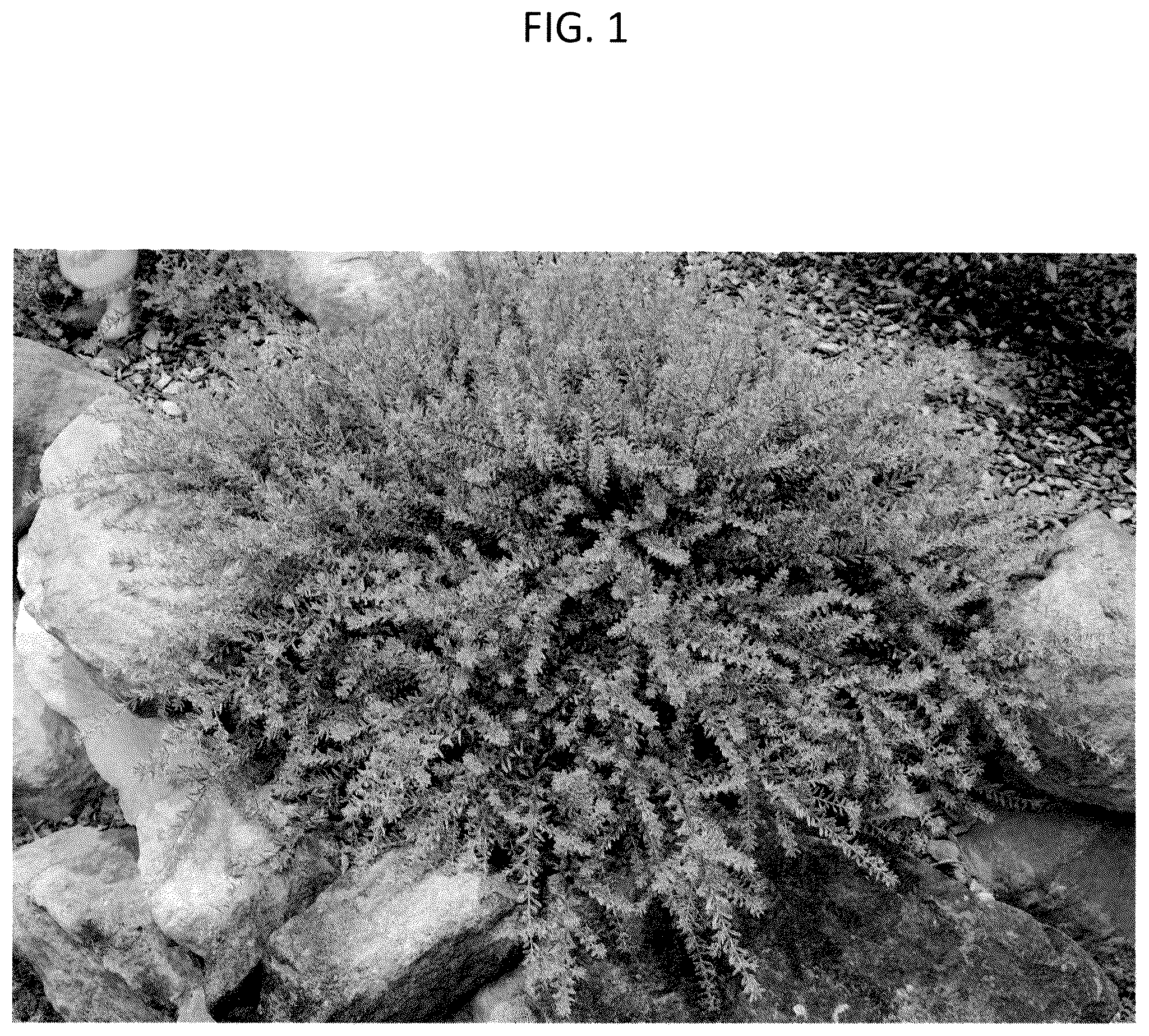Patent USPP036286 Figure 1 – Westringia plant named ‘WES09’