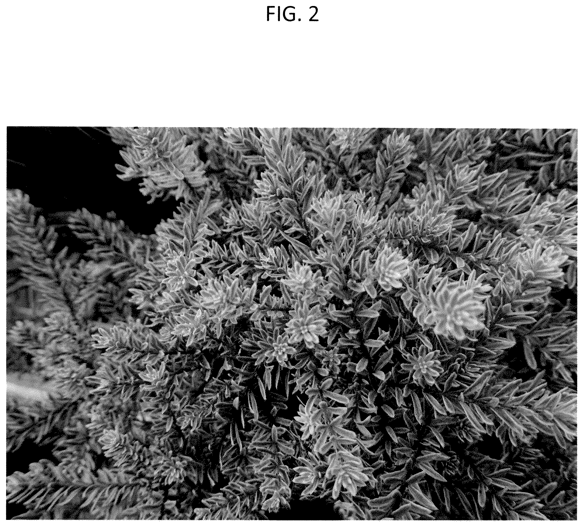 Patent USPP036286 Figure 2 – Westringia plant named ‘WES09’
