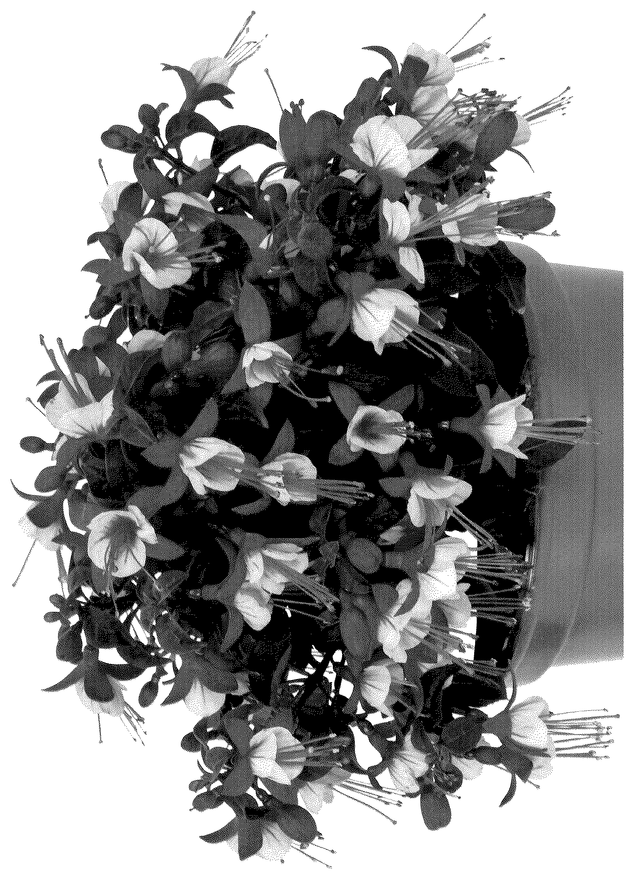 Patent USPP036287 Figure 1 – Fuchsia plant named ‘Dofuchbalrel’