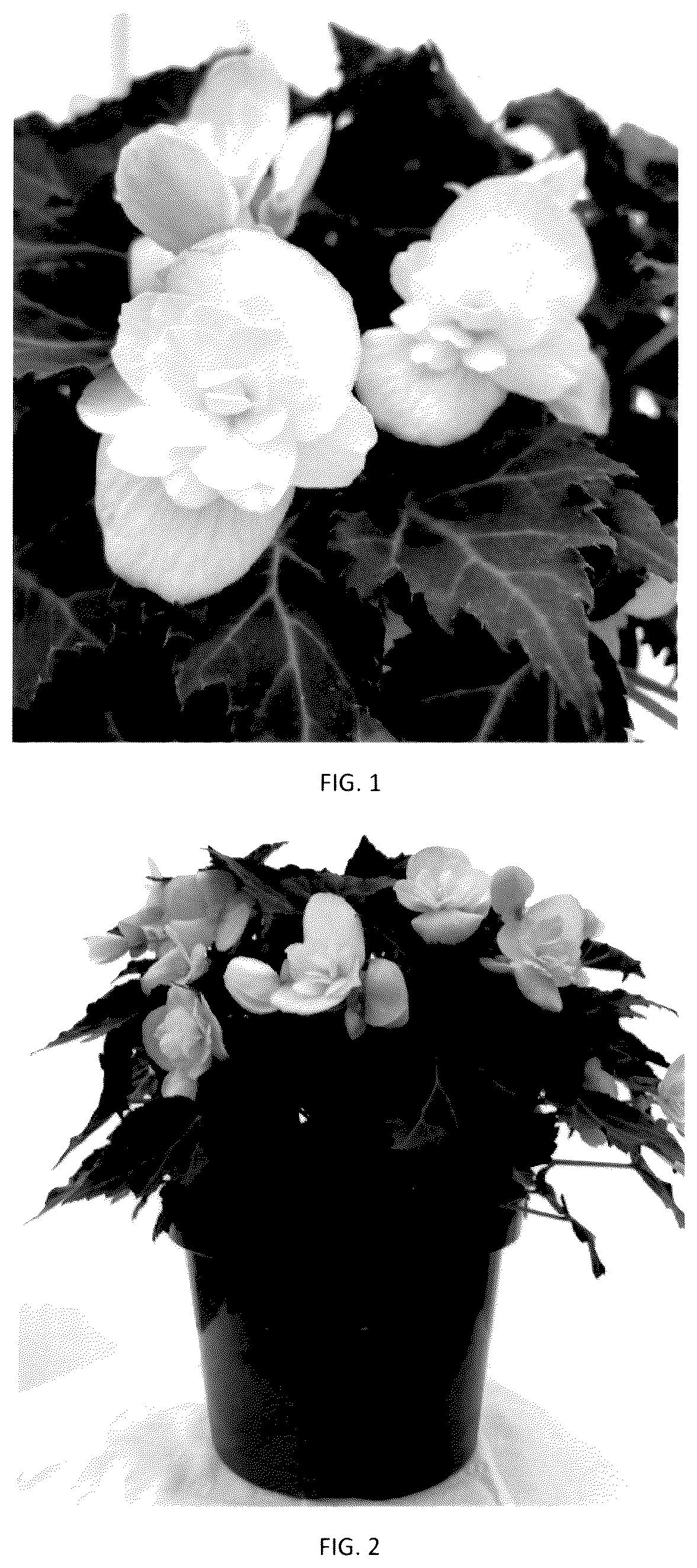 Patent USPP036288 Figure 1 – Begonia plant named ‘BEYZ0002’