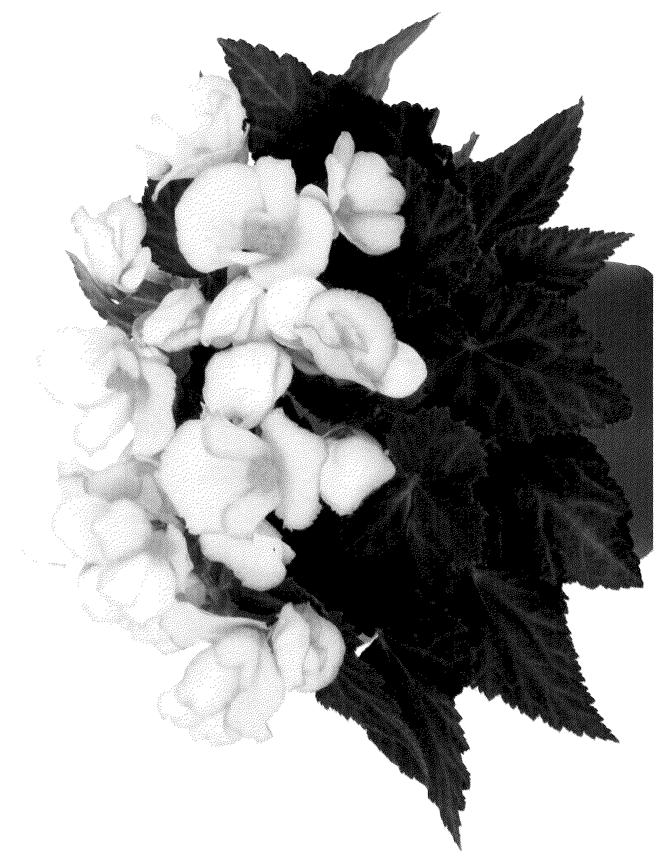 Patent USPP036289 — Begonia plant named ‘Dobeciupblu’ — Figure 1