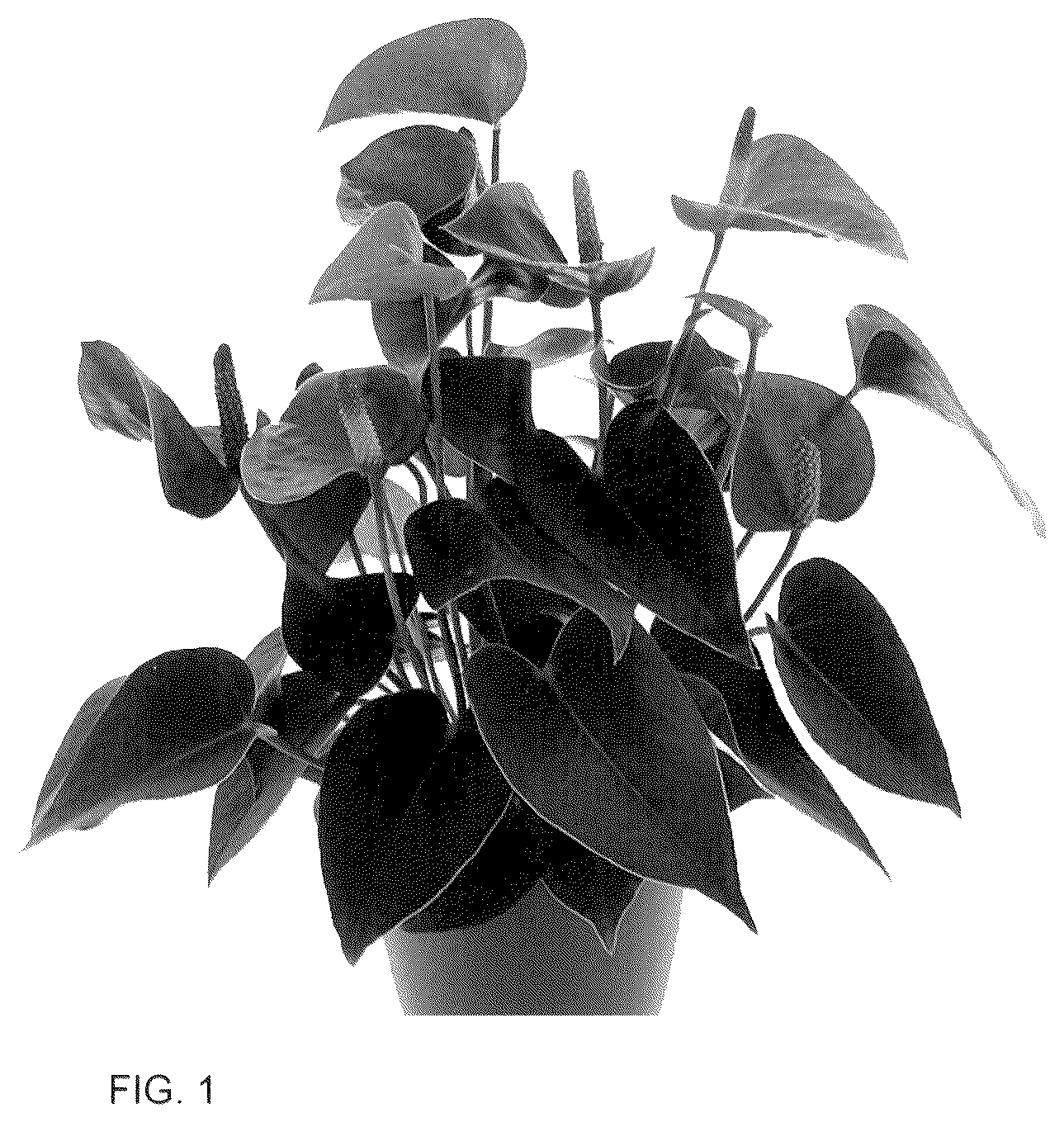 Patent USPP036290 Figure 1 – Anthurium plant named ‘AN2631609’