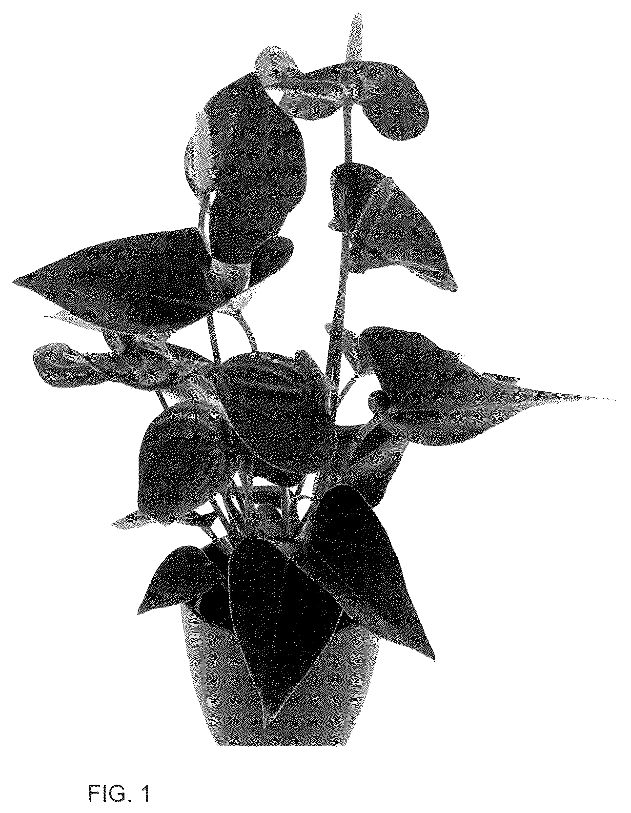 Patent USPP036291 Figure 1 – Anthurium plant named ‘AN2824056’