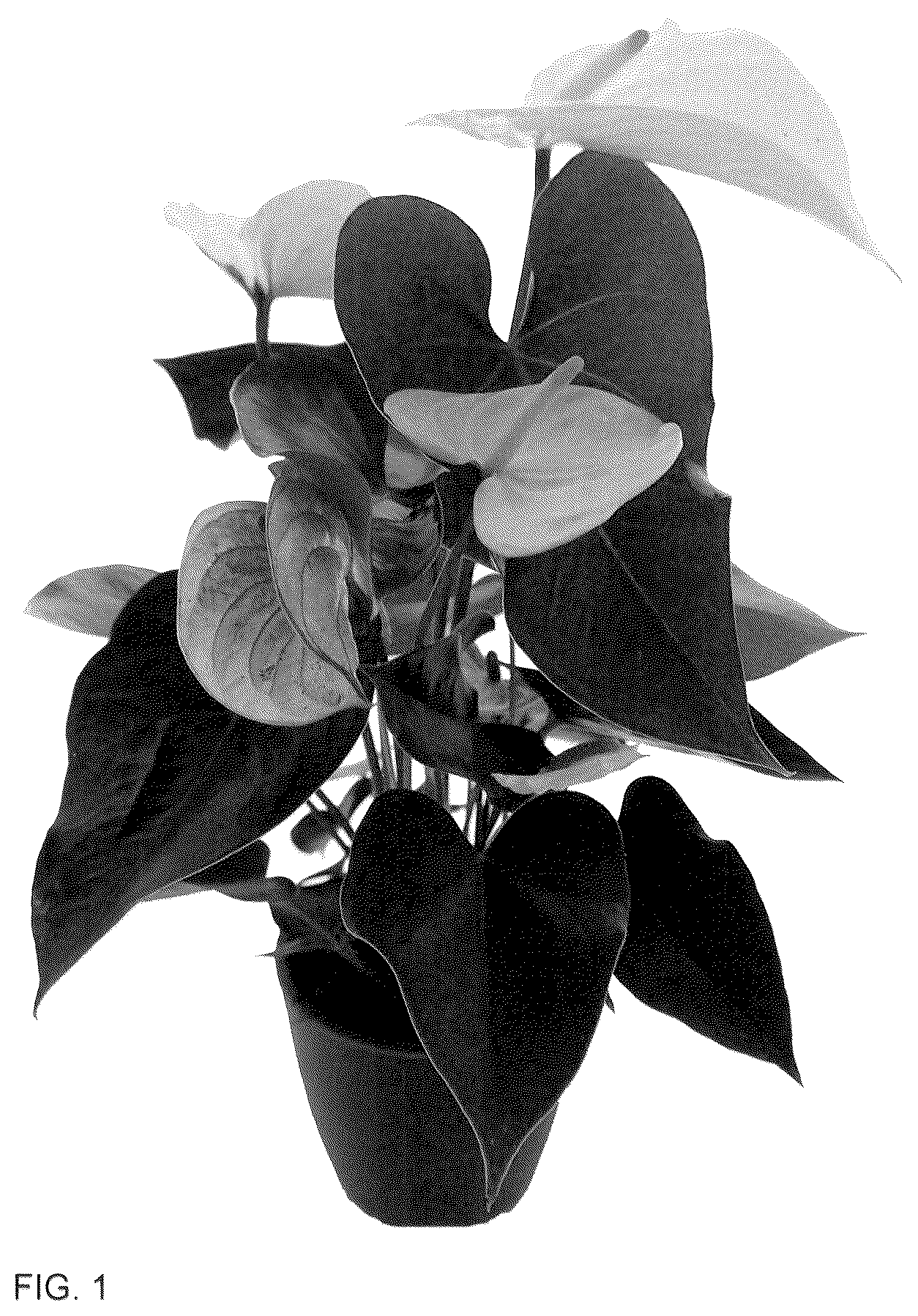 Patent USPP036292 Figure 1 – Anthurium plant named ‘AN2824663’