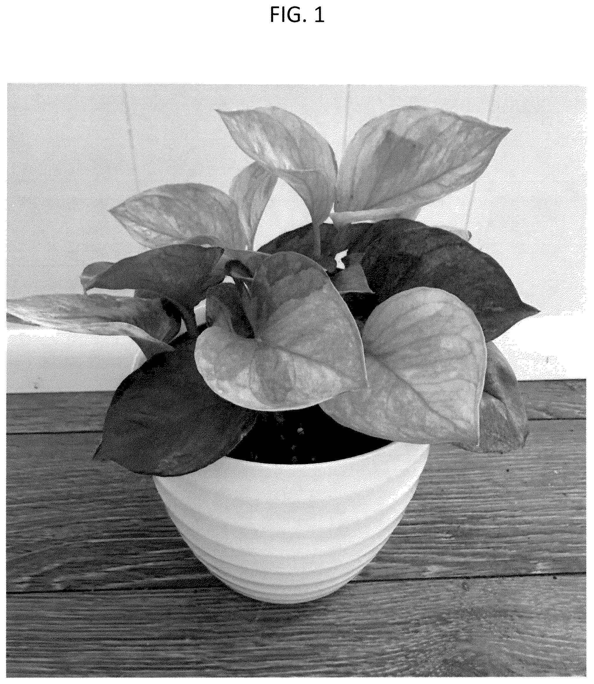 Patent USPP036293 Figure 1 – Epipremnum plant named ‘CF-MKR-EA1’