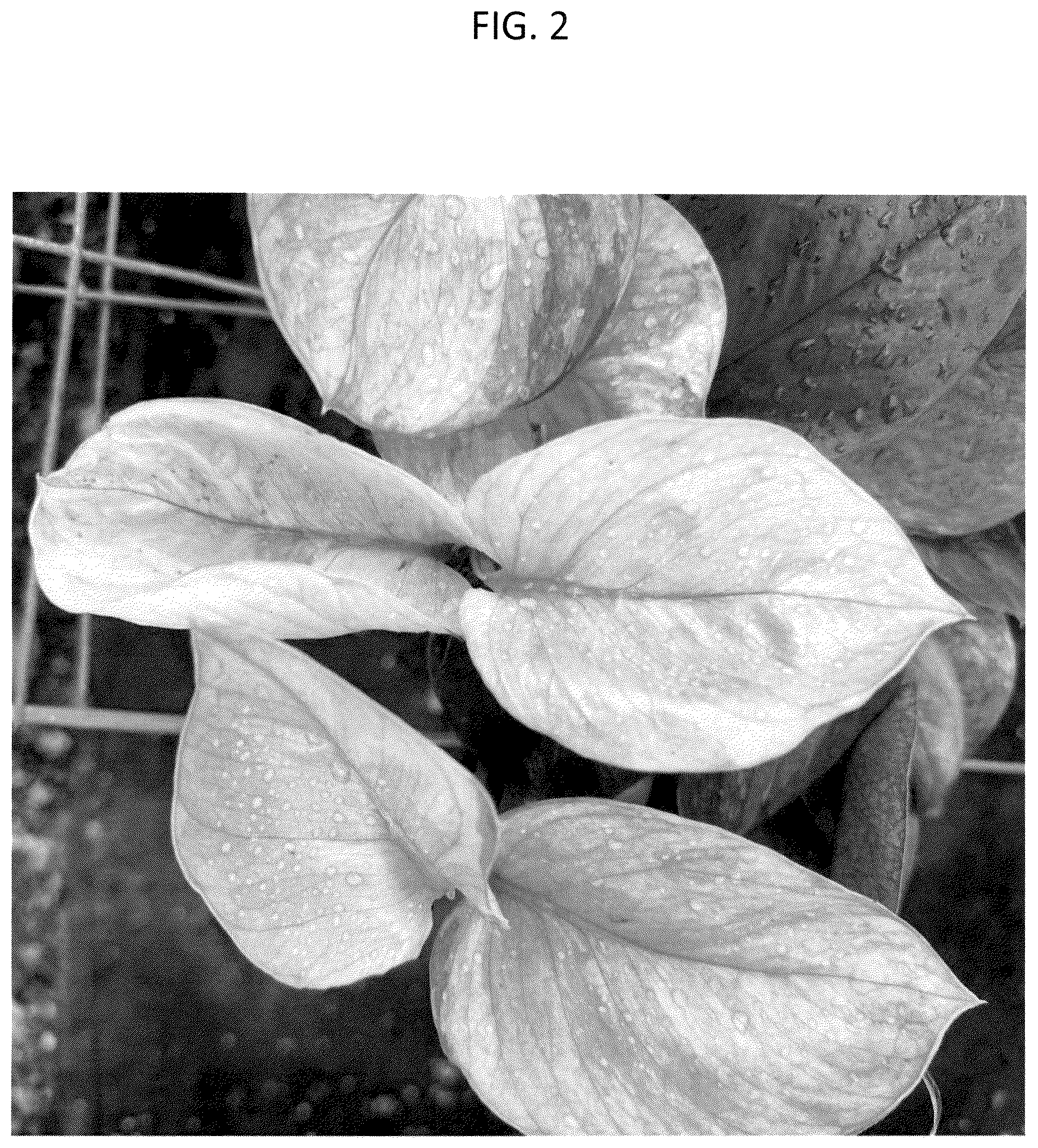 Patent USPP036293 Figure 2 – Epipremnum plant named ‘CF-MKR-EA1’