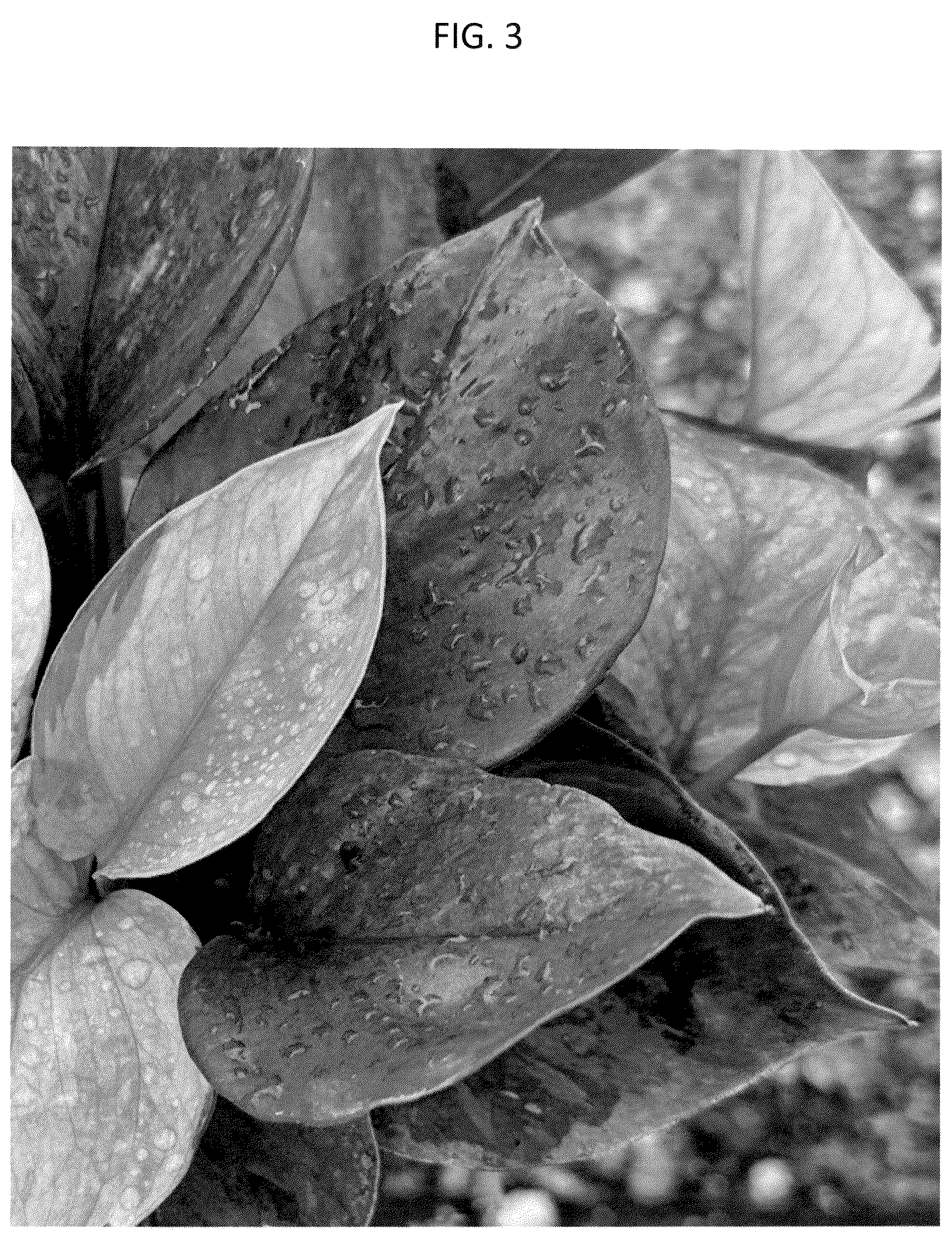 Patent USPP036293 Figure 3 – Epipremnum plant named ‘CF-MKR-EA1’