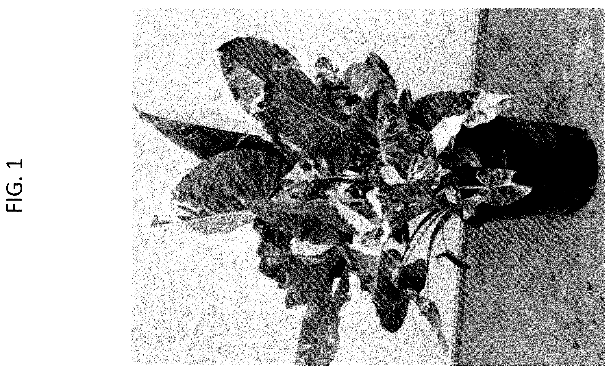 Patent USPP036294 Figure 1 – Alocasia plant named ‘AMILAPGO’