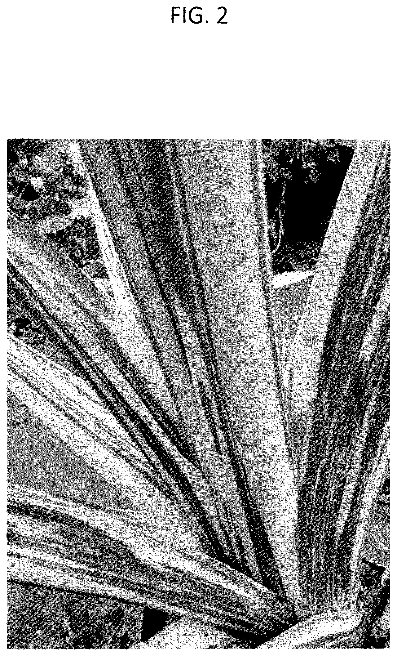 Patent USPP036294 Figure 2 – Alocasia plant named ‘AMILAPGO’