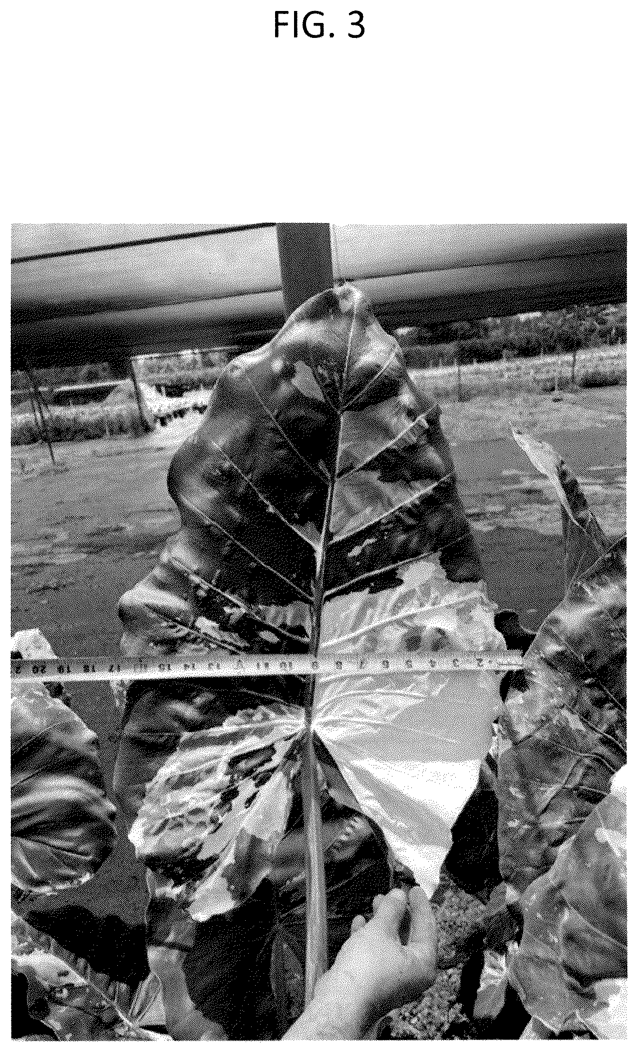 Patent USPP036294 Figure 3 – Alocasia plant named ‘AMILAPGO’