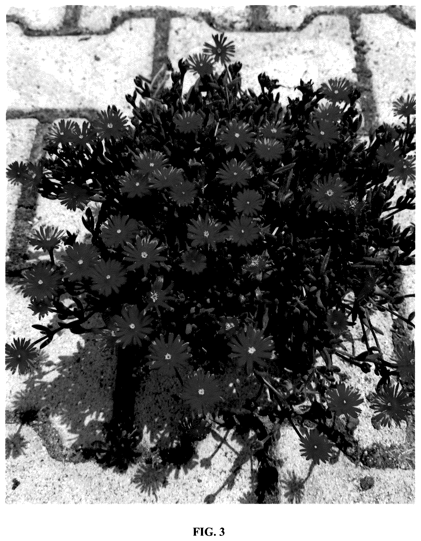 Patent USPP036295 Figure 3 – Delosperma plant named ‘FSDD2112’