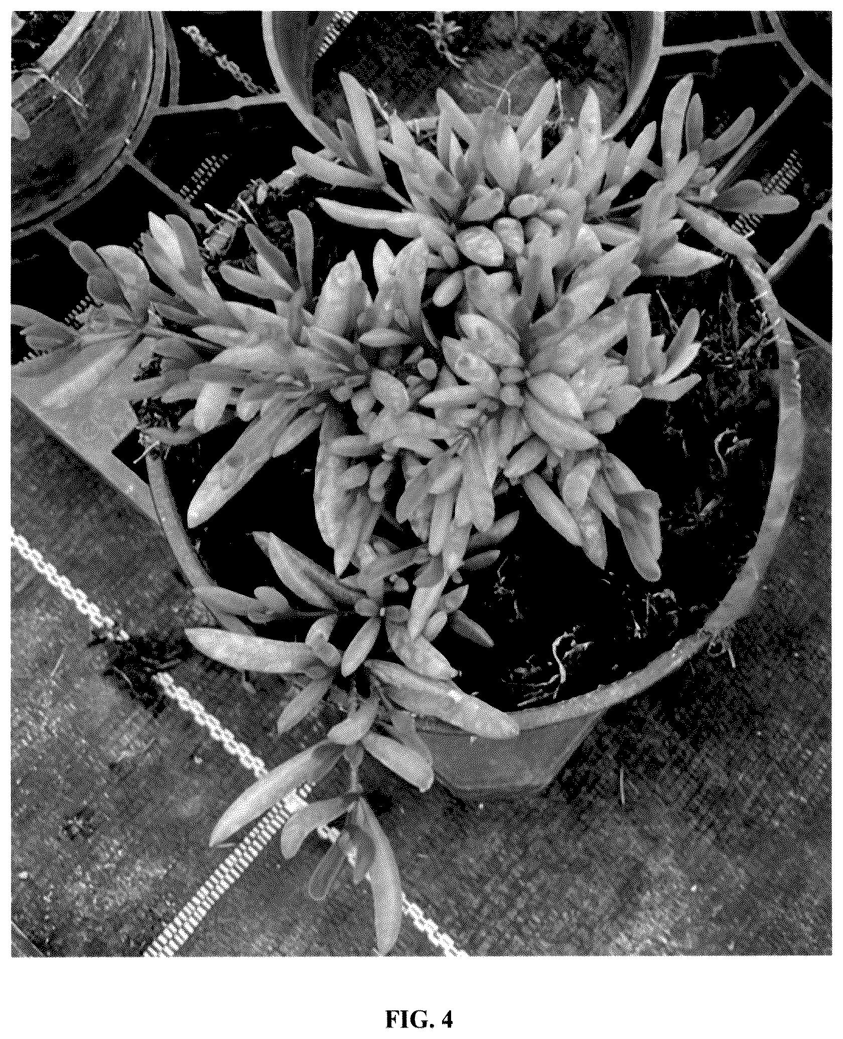 Patent USPP036295 Figure 4 – Delosperma plant named ‘FSDD2112’