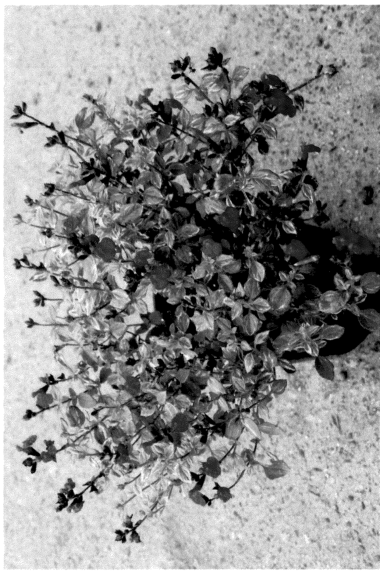 Patent USPP036296 Figure 1 – Salvia plant named MBN20203A