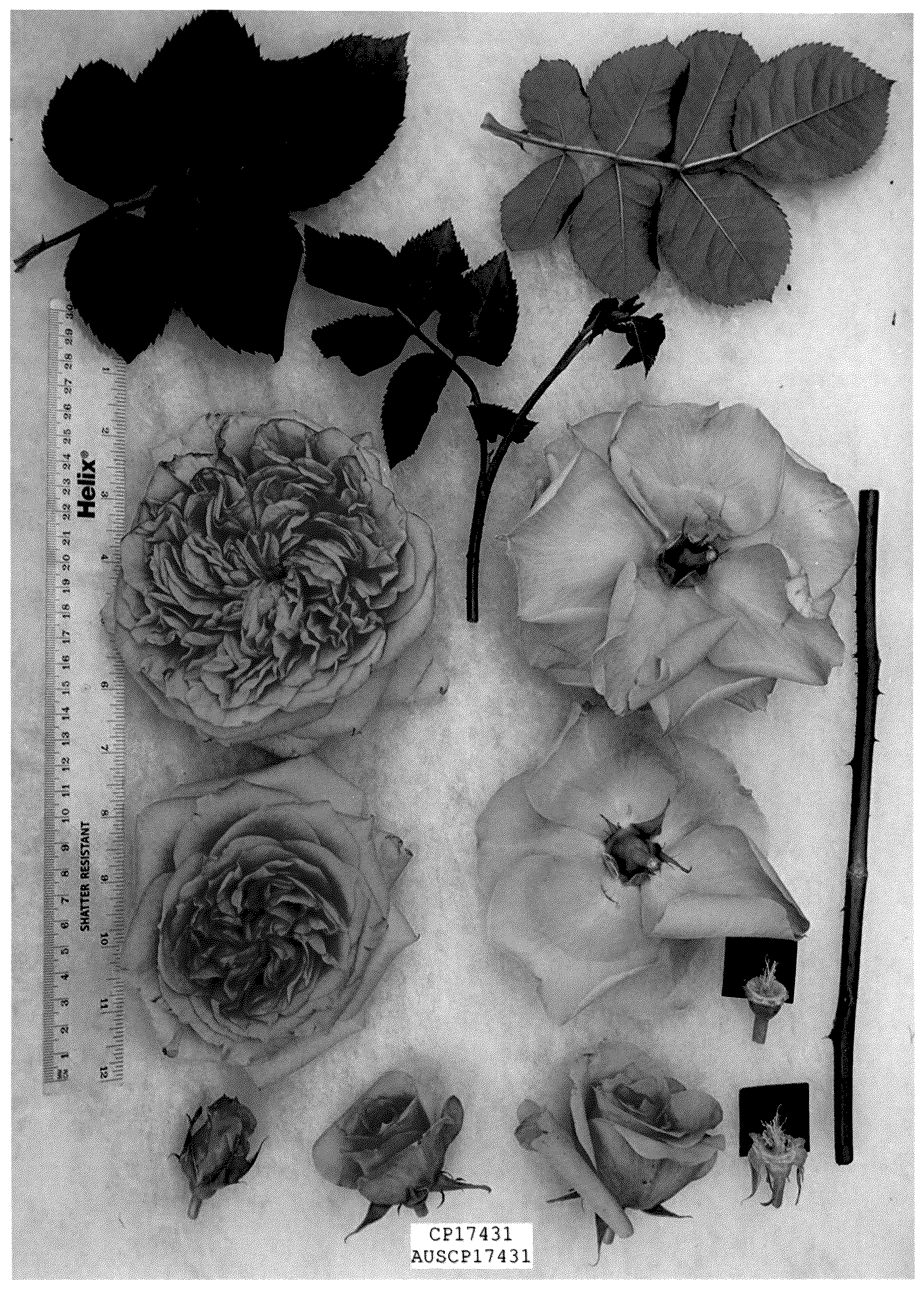 Patent USPP036297 — Rose hybrida shrub named “AUSCP17431” — Figure 1