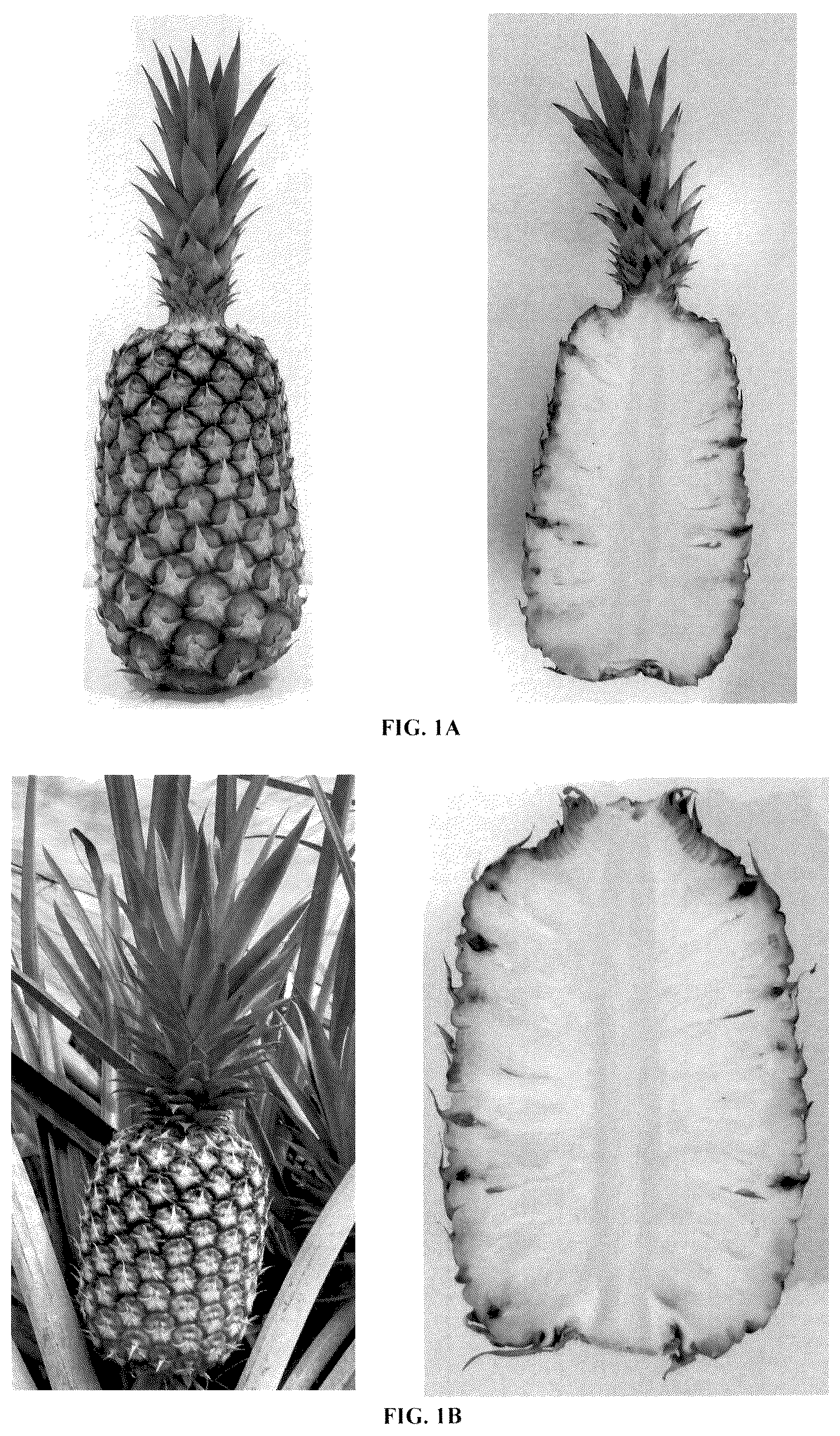 Patent USPP036298 Figure 1 – Pineapple plant named ‘HND-32’
