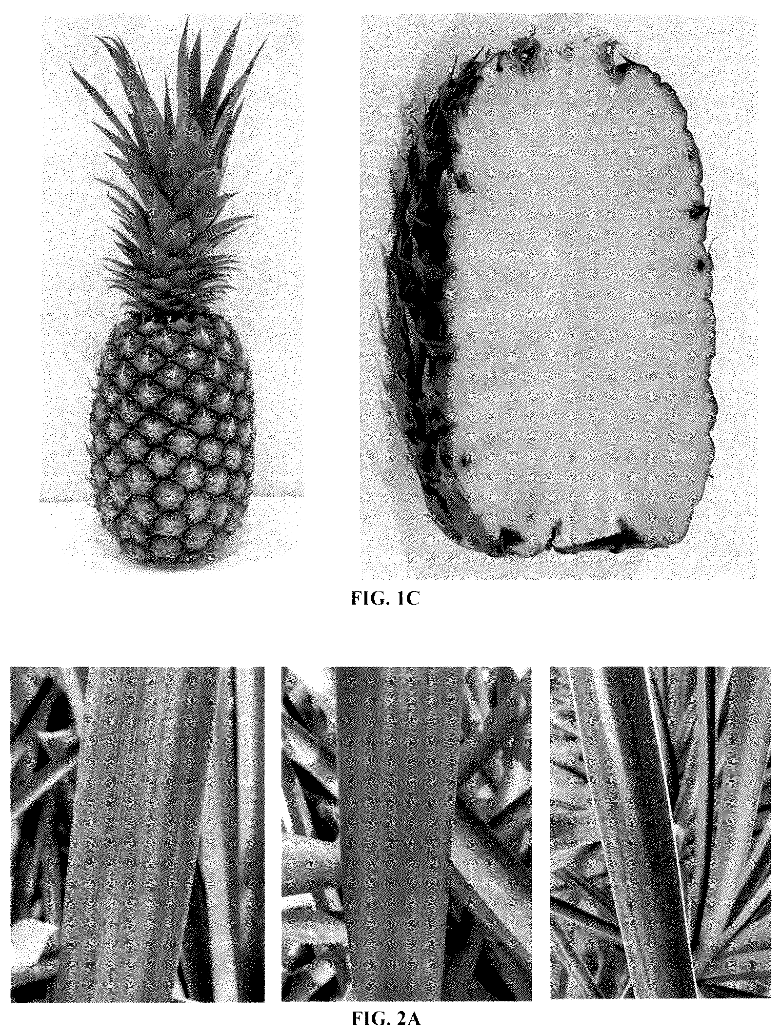 Patent USPP036298 Figure 2 – Pineapple plant named ‘HND-32’
