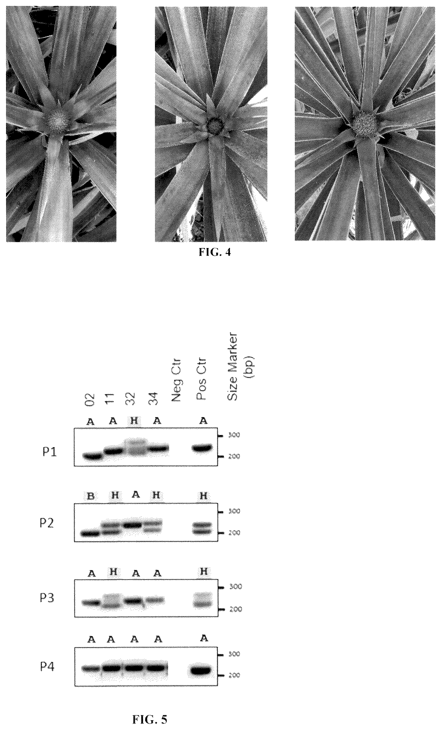 Patent USPP036298 Figure 5 – Pineapple plant named ‘HND-32’