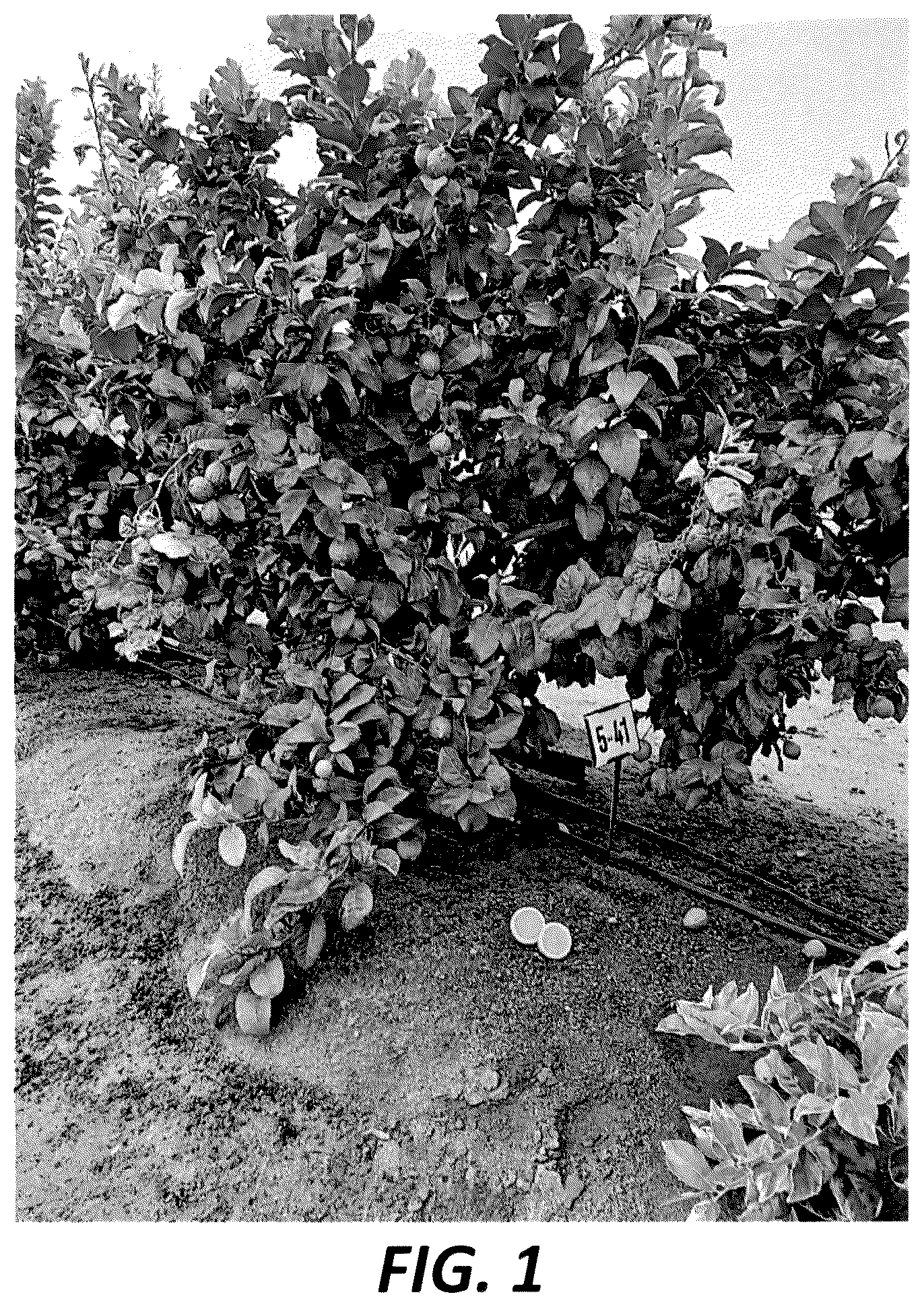 Patent USPP036299 Figure 1 – Lemon tree named ‘PLBA1’
