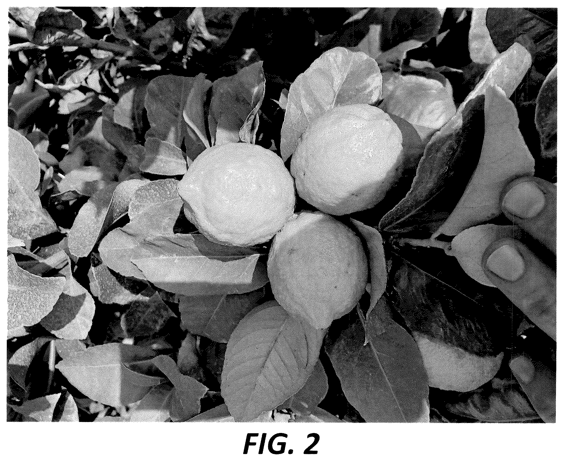 Patent USPP036299 Figure 2 – Lemon tree named ‘PLBA1’