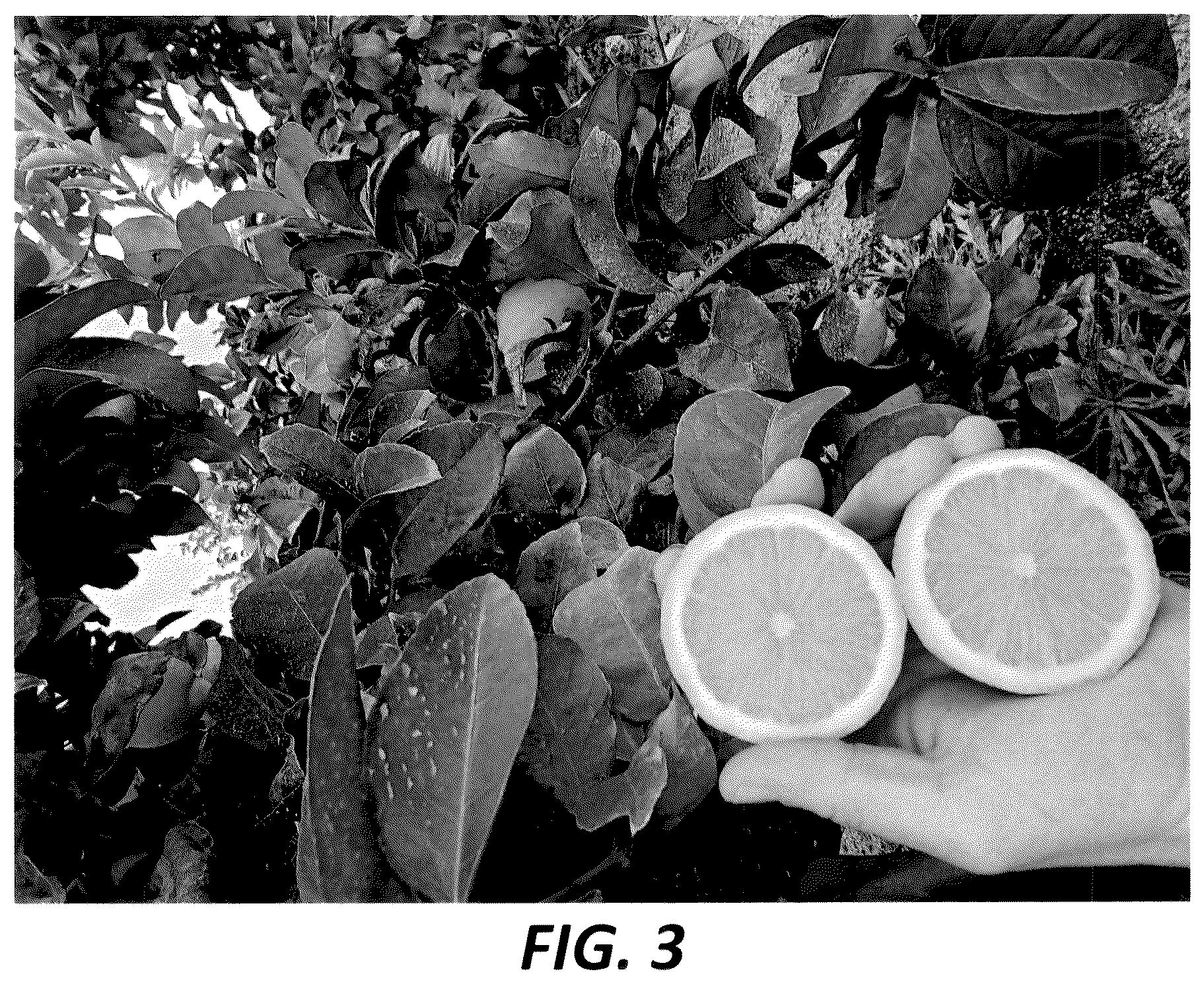Patent USPP036299 Figure 3 – Lemon tree named ‘PLBA1’