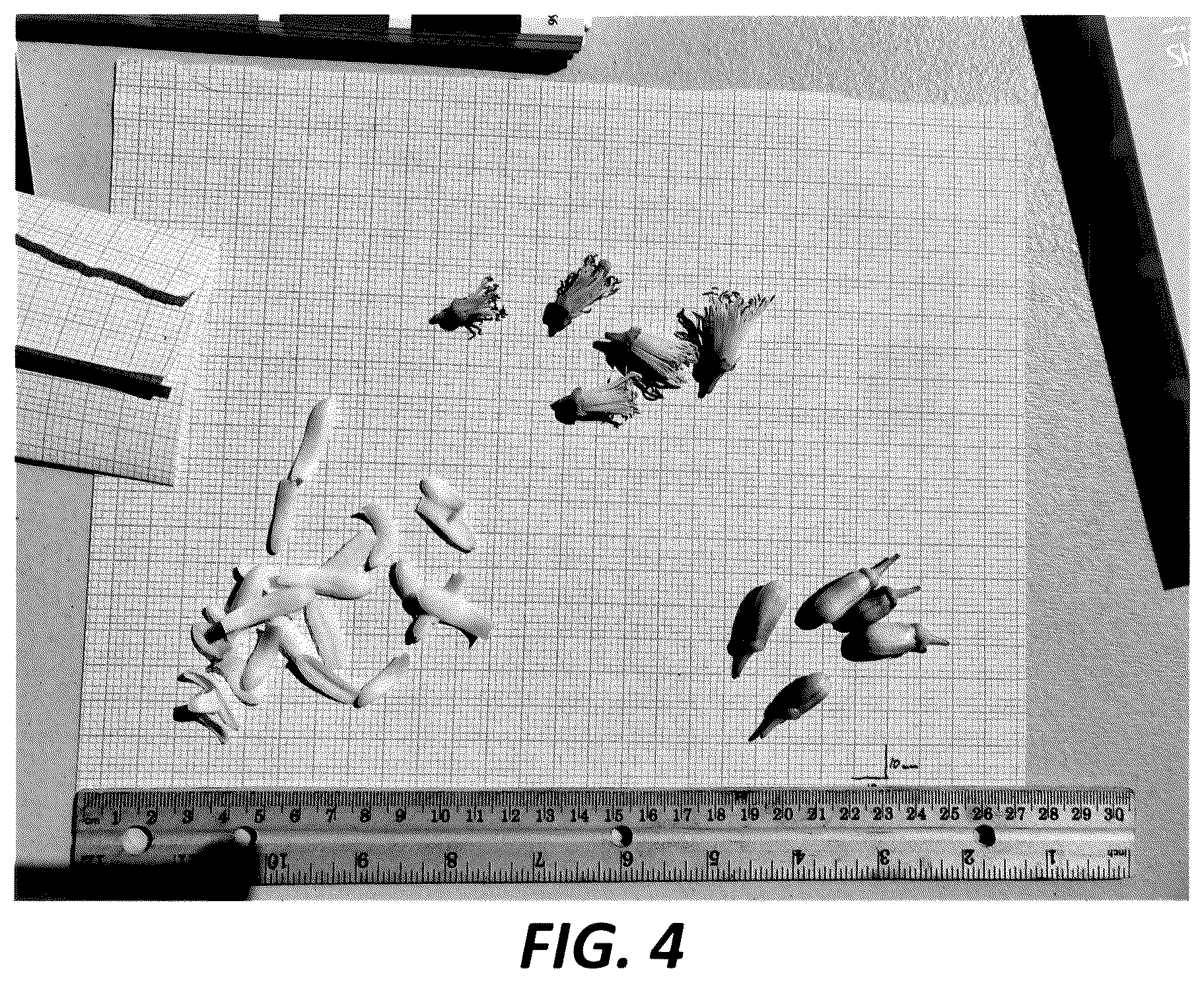 Patent USPP036299 Figure 4 – Lemon tree named ‘PLBA1’