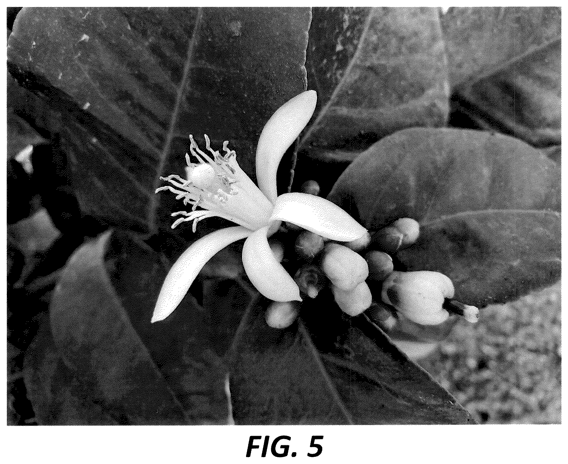 Patent USPP036299 Figure 5 – Lemon tree named ‘PLBA1’