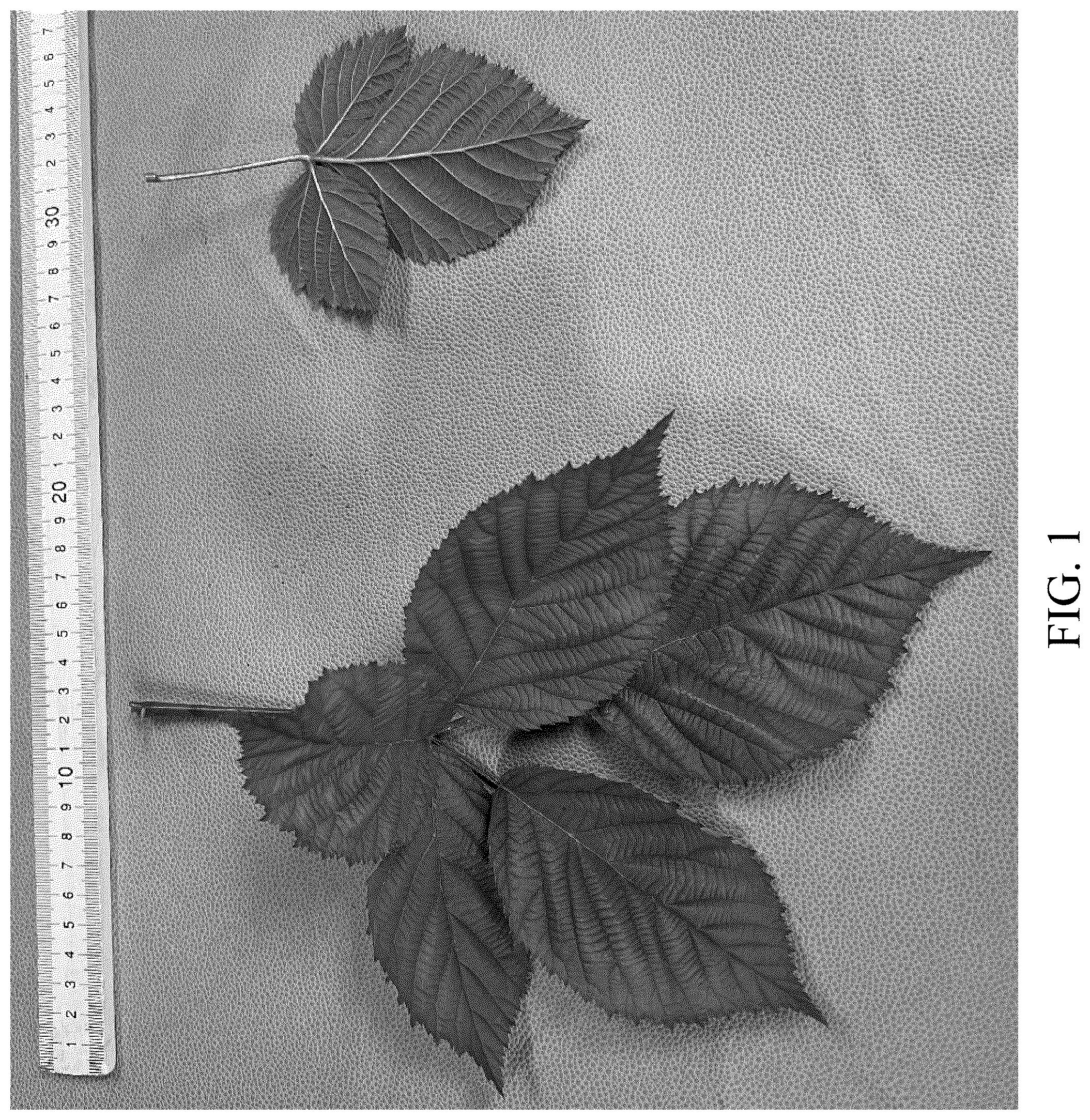 Patent USPP036300 Figure 1 – Blackberry plant named ‘DrisBlackThirtyThree’